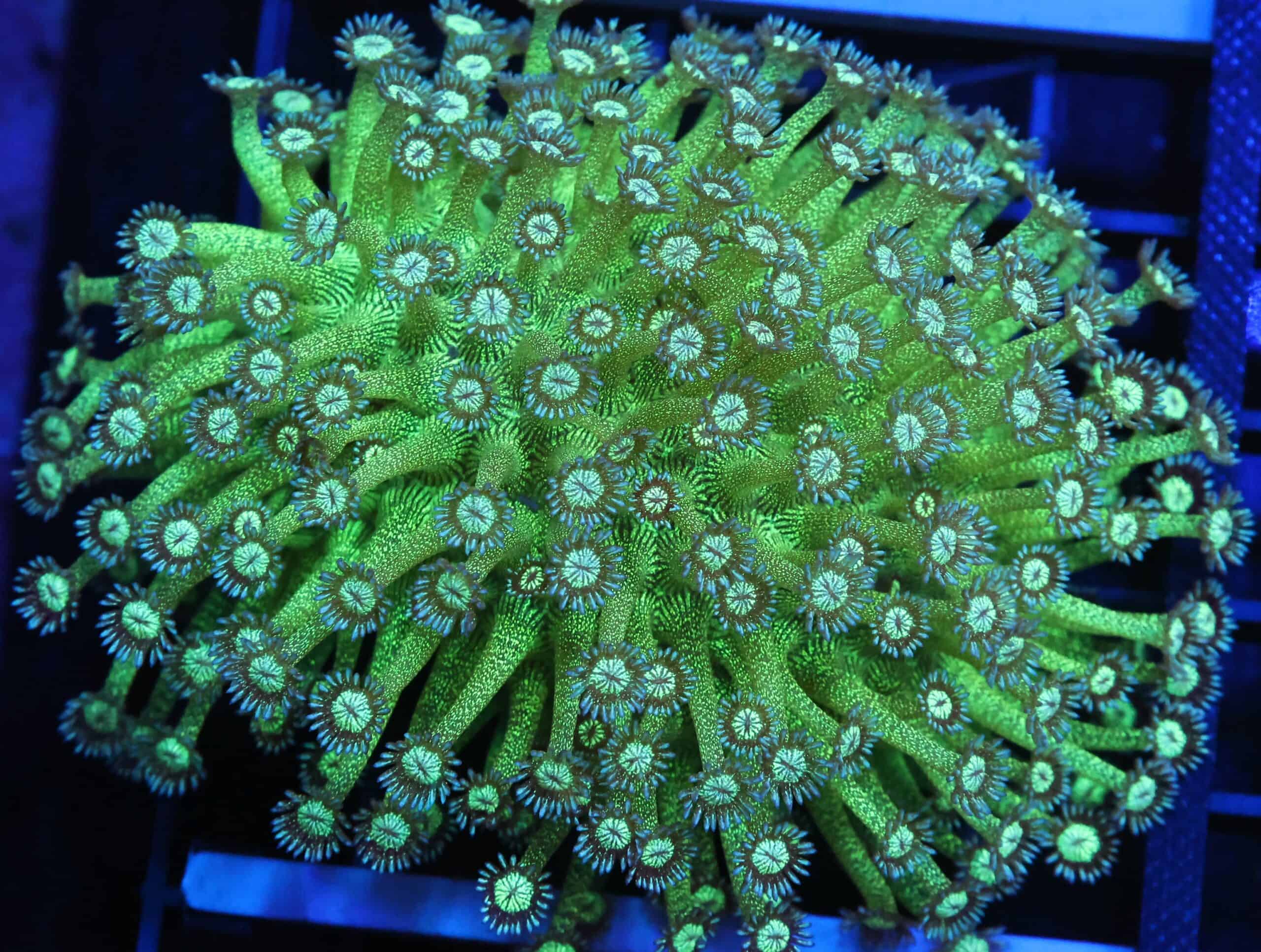 B143 - INDO GLITTER BOMB GONIOPORA