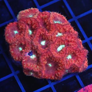 B149 - INDO RED WHITE EYE BLASTO