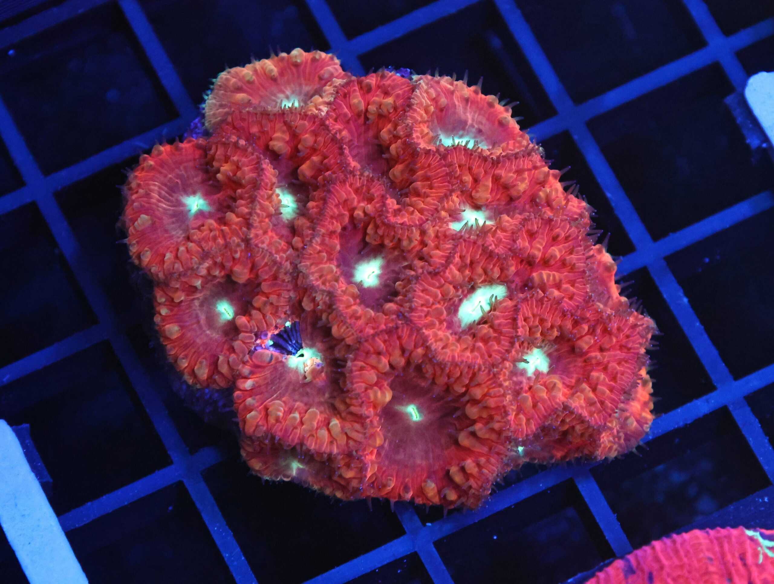 B149 - INDO RED WHITE EYE BLASTO