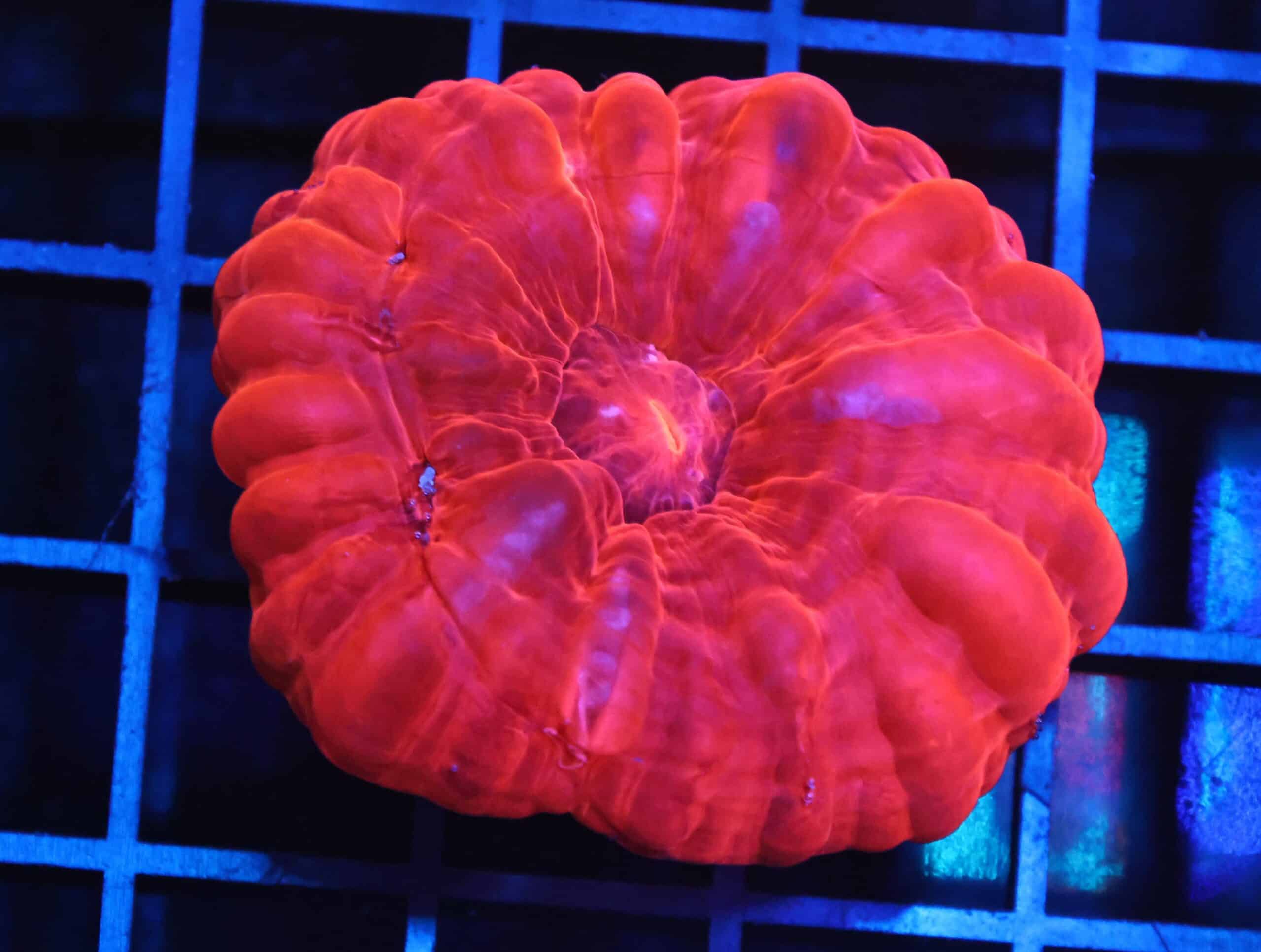 B150 - INDO RUBY RED CYNARINA