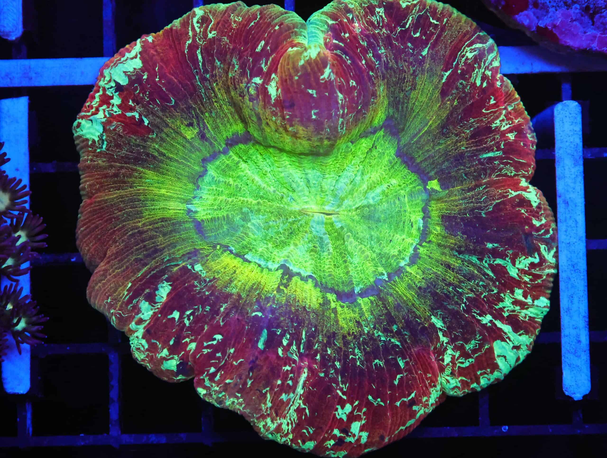 B155 - INDO NUCLEAR BLAST TRACHY