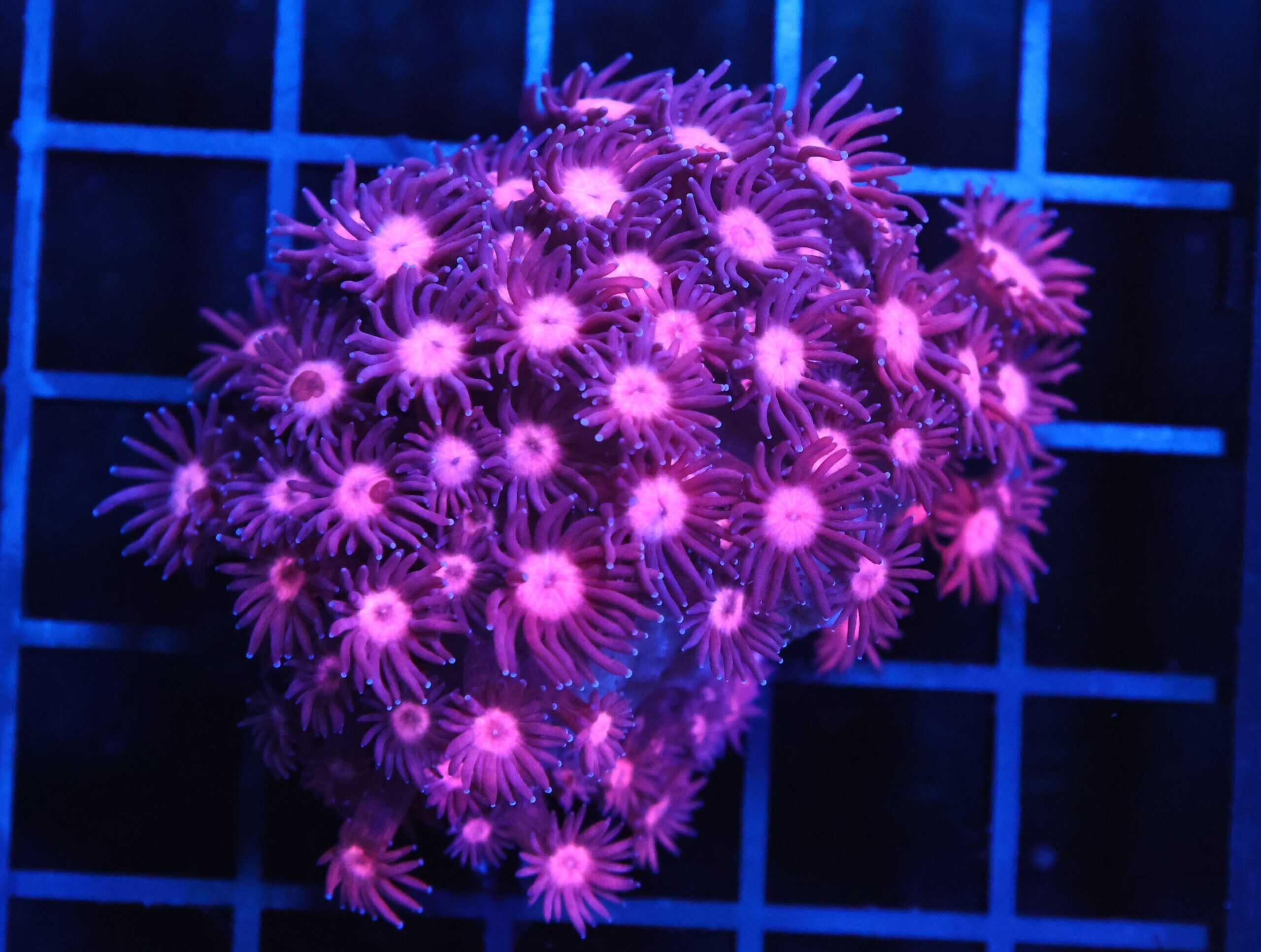 B157 - INDO CHERRY BLOSSOM GONIOPORA