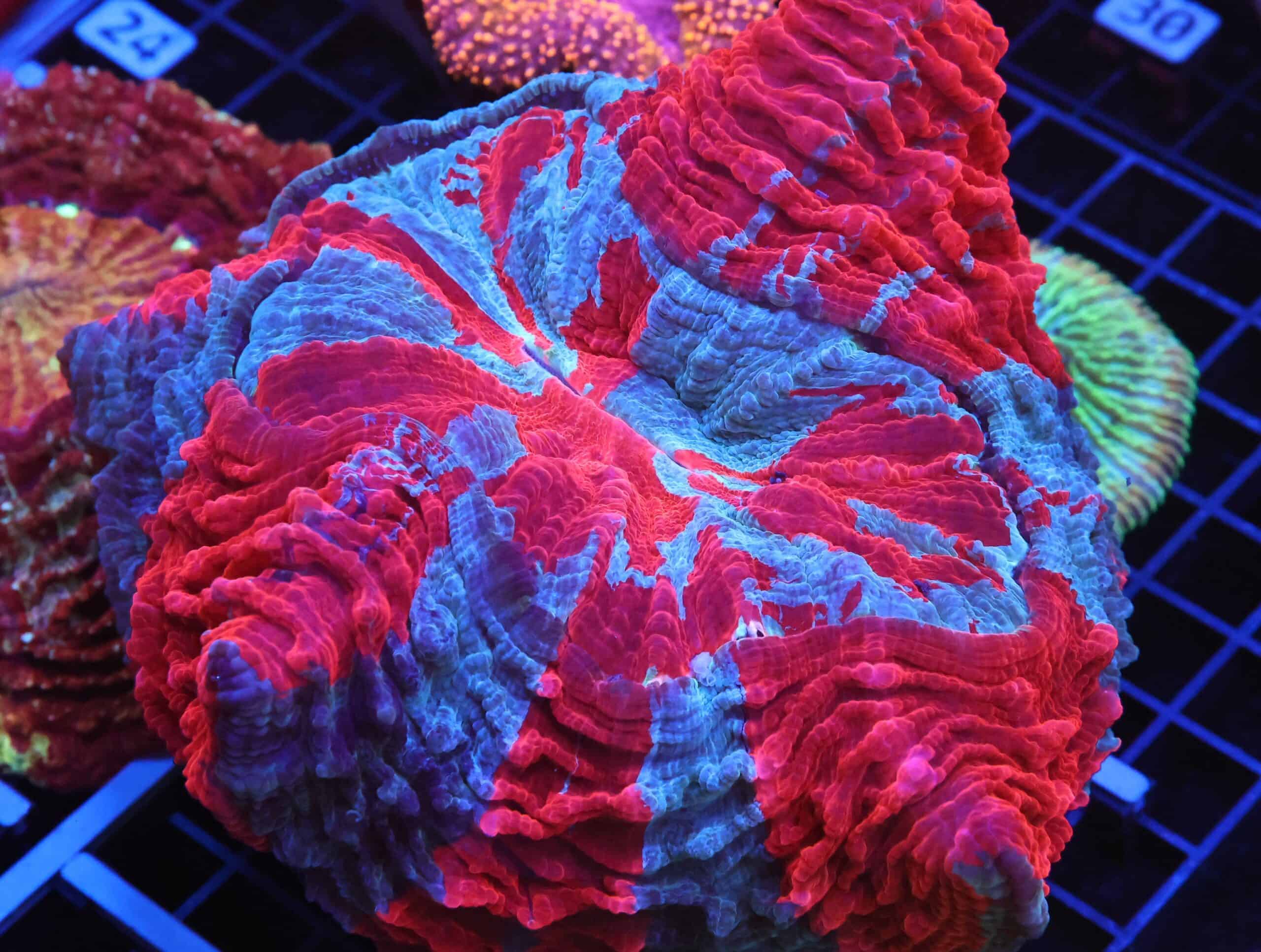 B20 -MALAYSIAN SUPERMAN ACANTHOPHYLLIA