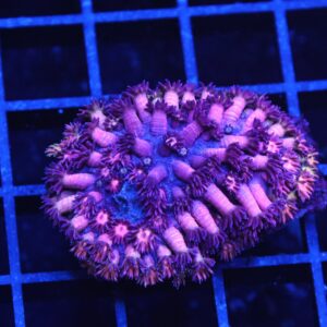 B22 -INDO PINK PRINCESS GONIOPORA