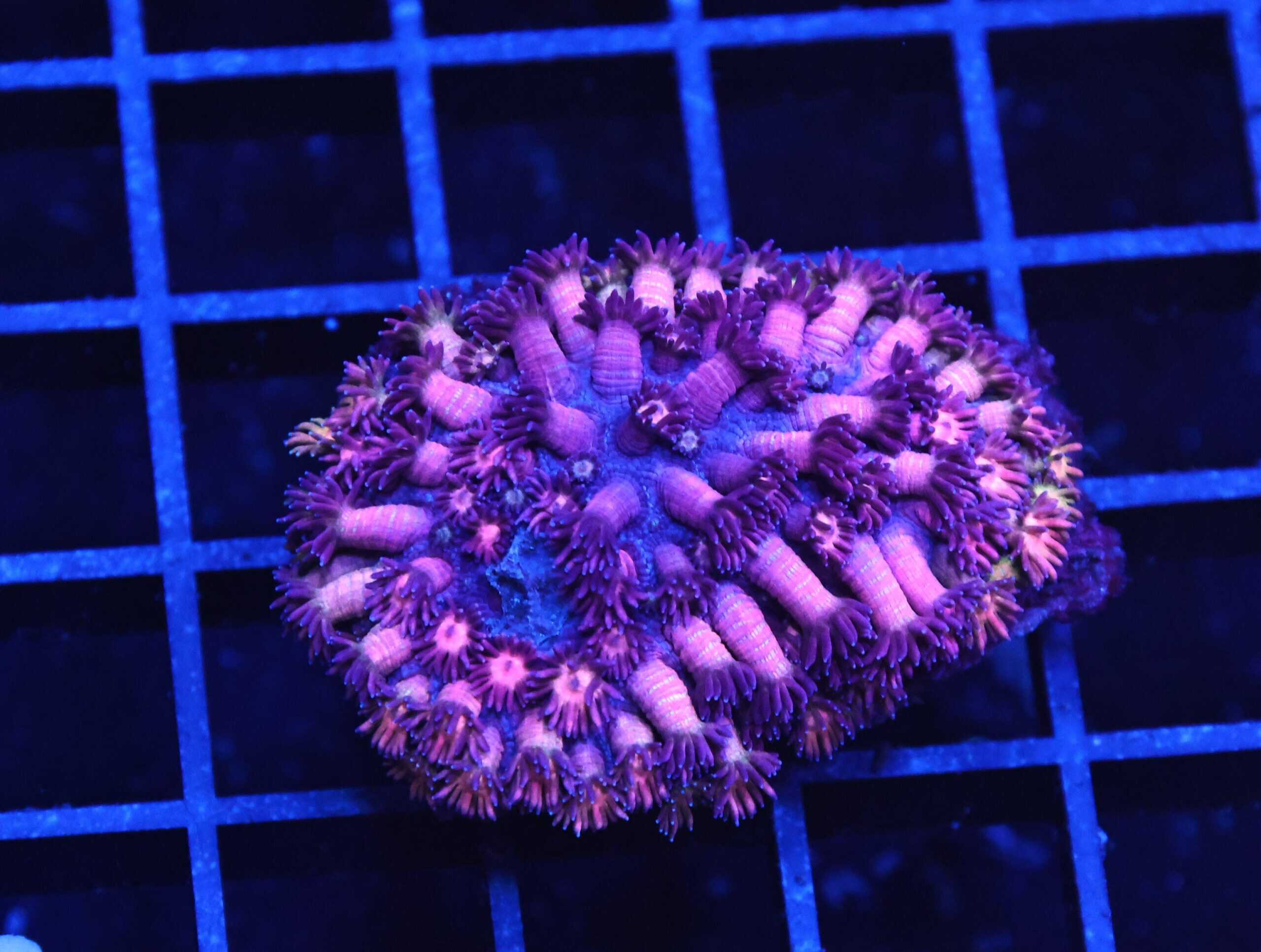 B22 -INDO PINK PRINCESS GONIOPORA