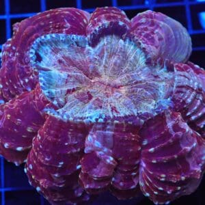 B26 -MALAYSIAN MYSTIC MAROON ACANTHOPHYLLIA