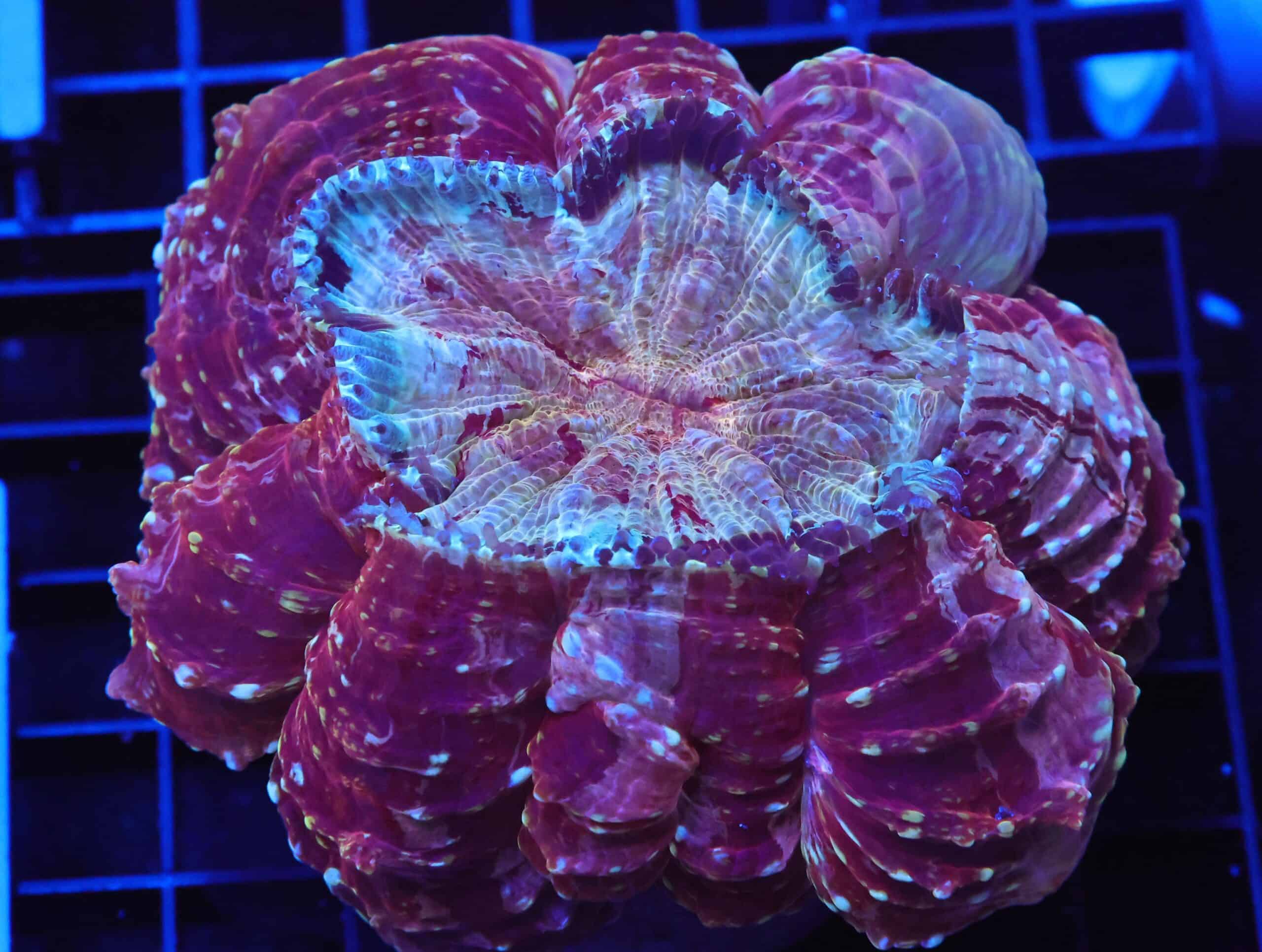 B26 -MALAYSIAN MYSTIC MAROON ACANTHOPHYLLIA