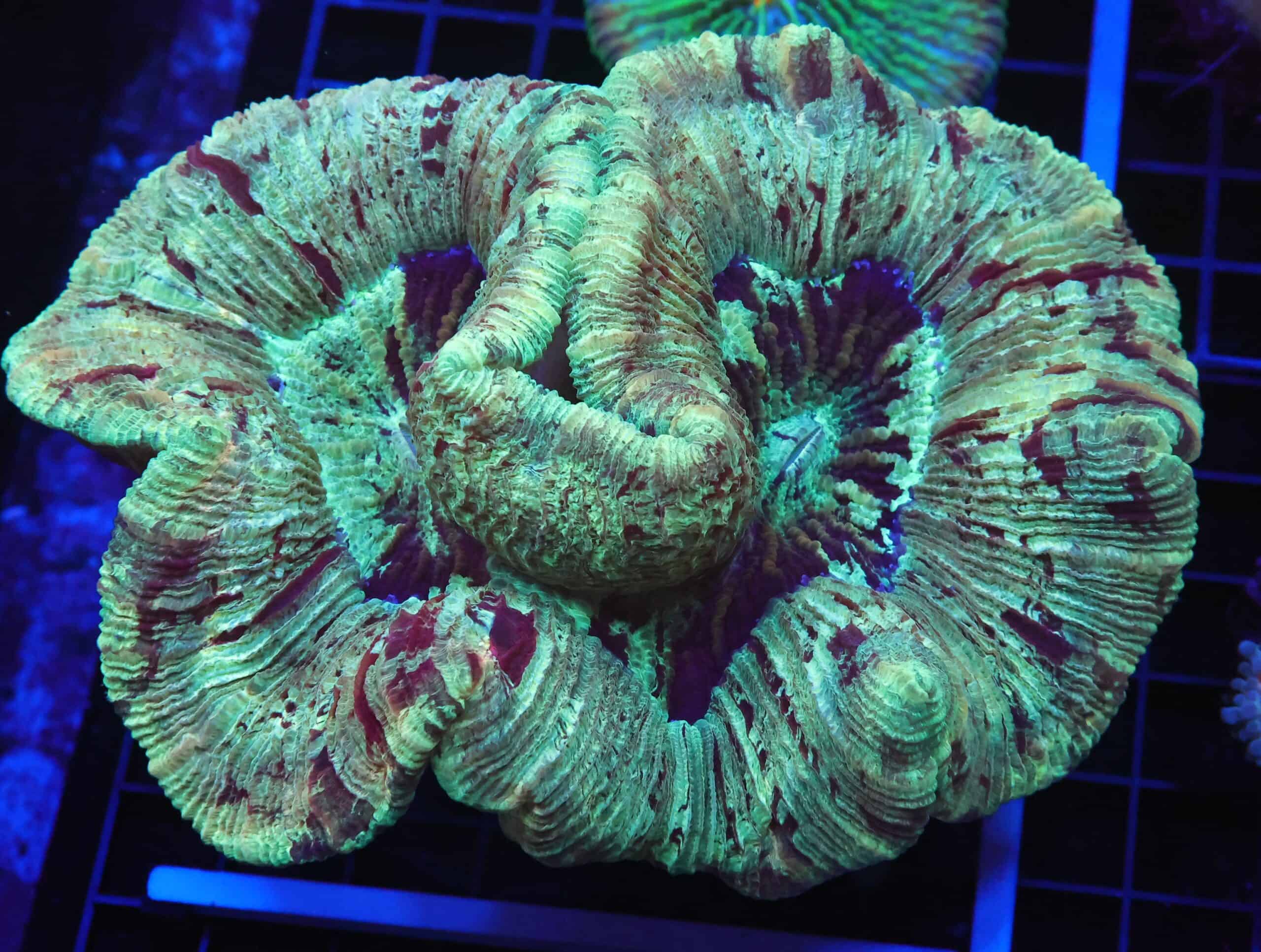 B30 -INDO LOCHNESS MONSTER TRACHY