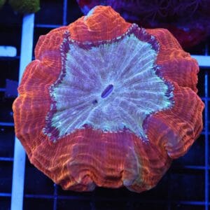 B37 -MALAYSIAN ORANGE PEEL ACANTHOPHYLLIA