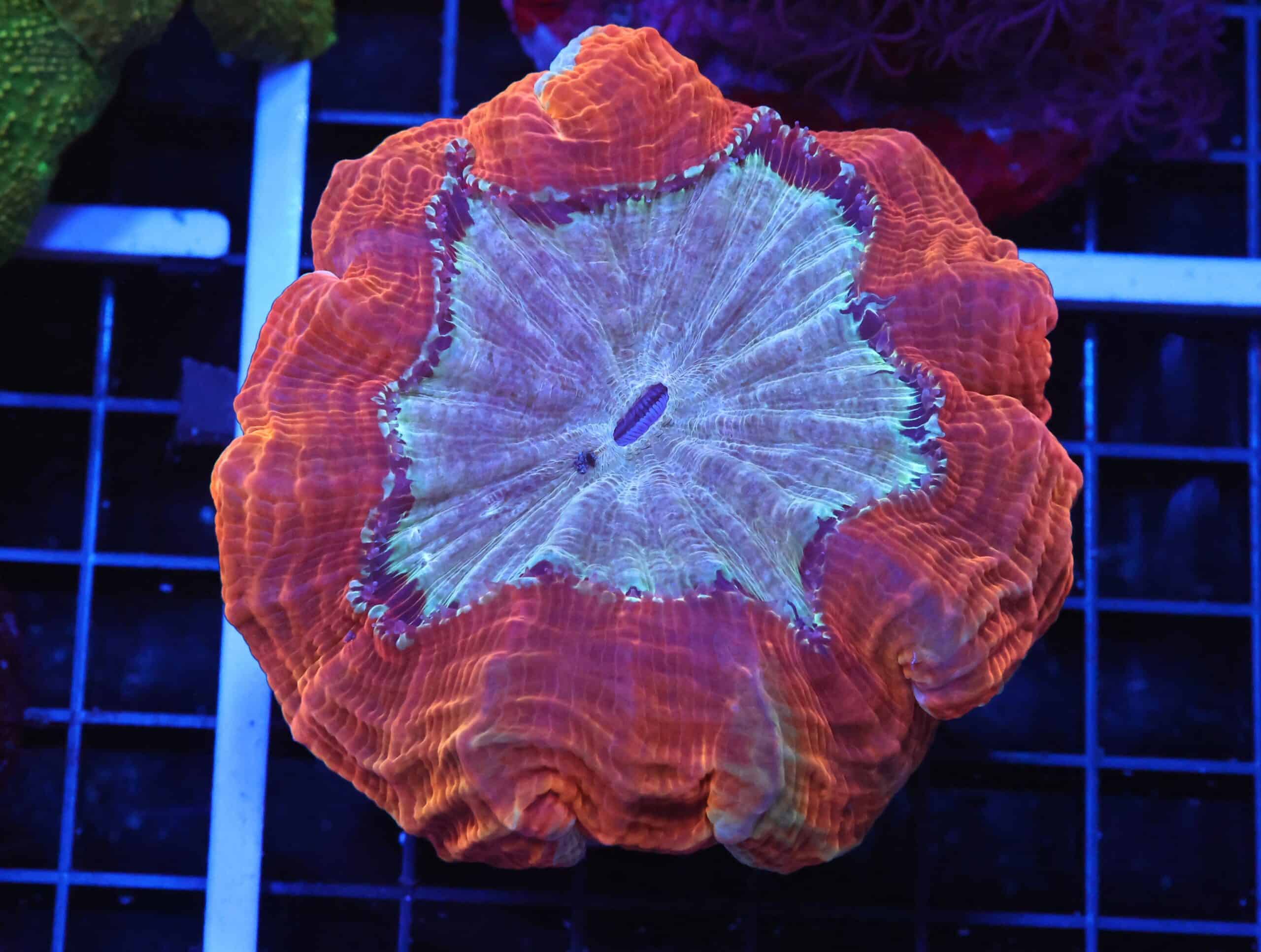 B37 -MALAYSIAN ORANGE PEEL ACANTHOPHYLLIA