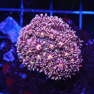 B38 -INDO ROSE GOLD GONIOPORA