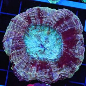 B44 -MALAYSIAN MYSTIC MAROON ACANTHOPHYLLIA