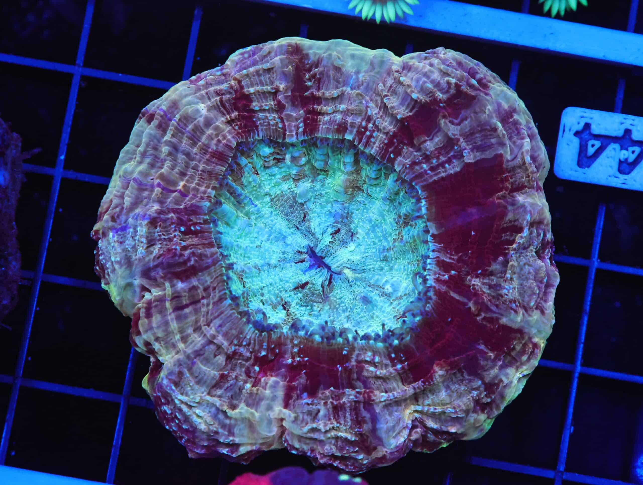 B44 -MALAYSIAN MYSTIC MAROON ACANTHOPHYLLIA