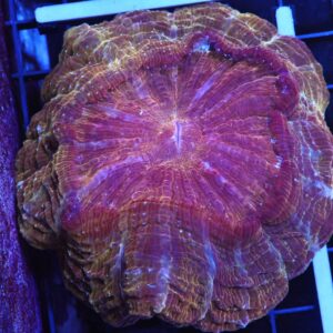 B46 -INDO POT OF GOLD ACANTHOPHYLLIA