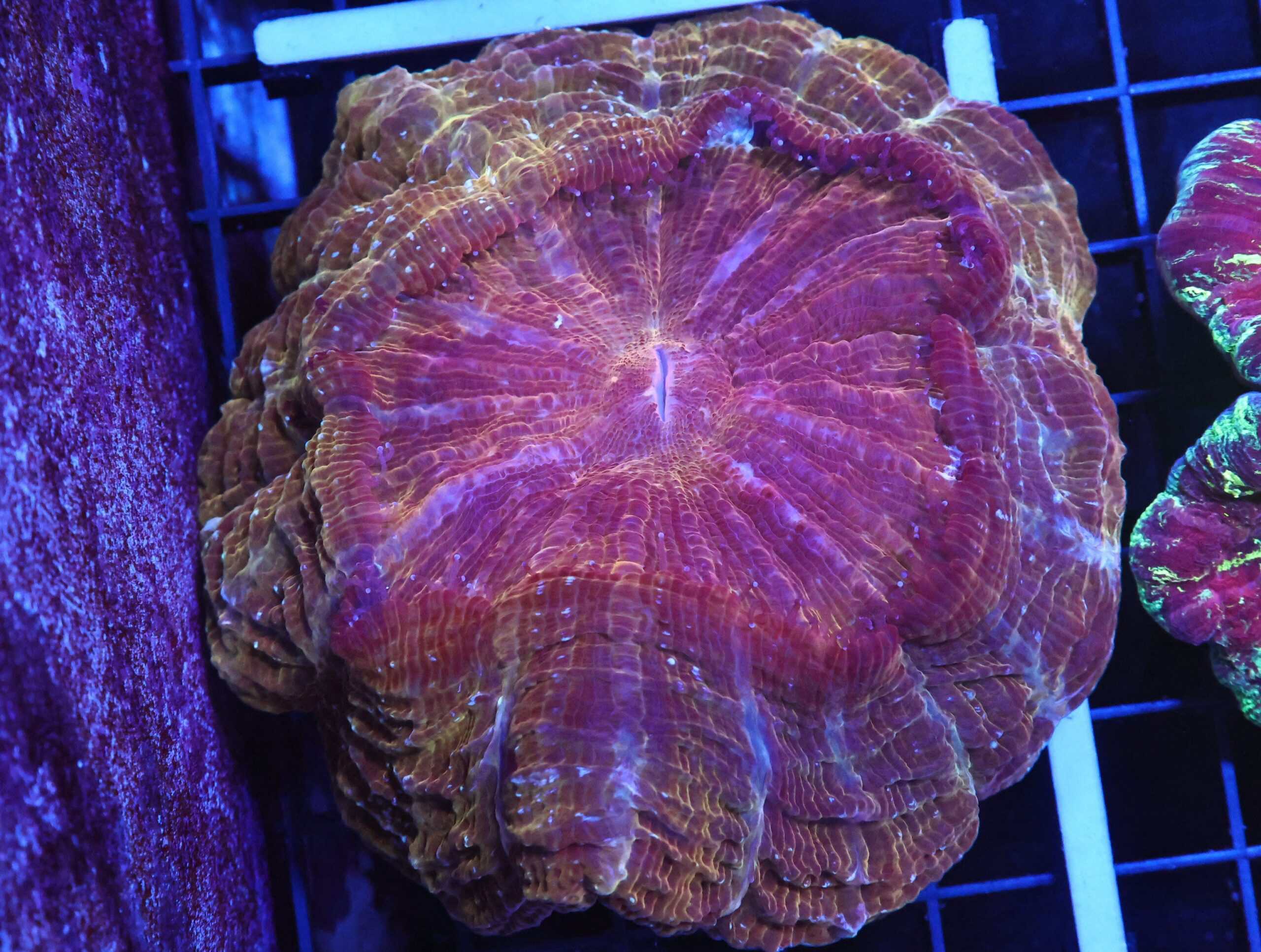 B46 -INDO POT OF GOLD ACANTHOPHYLLIA