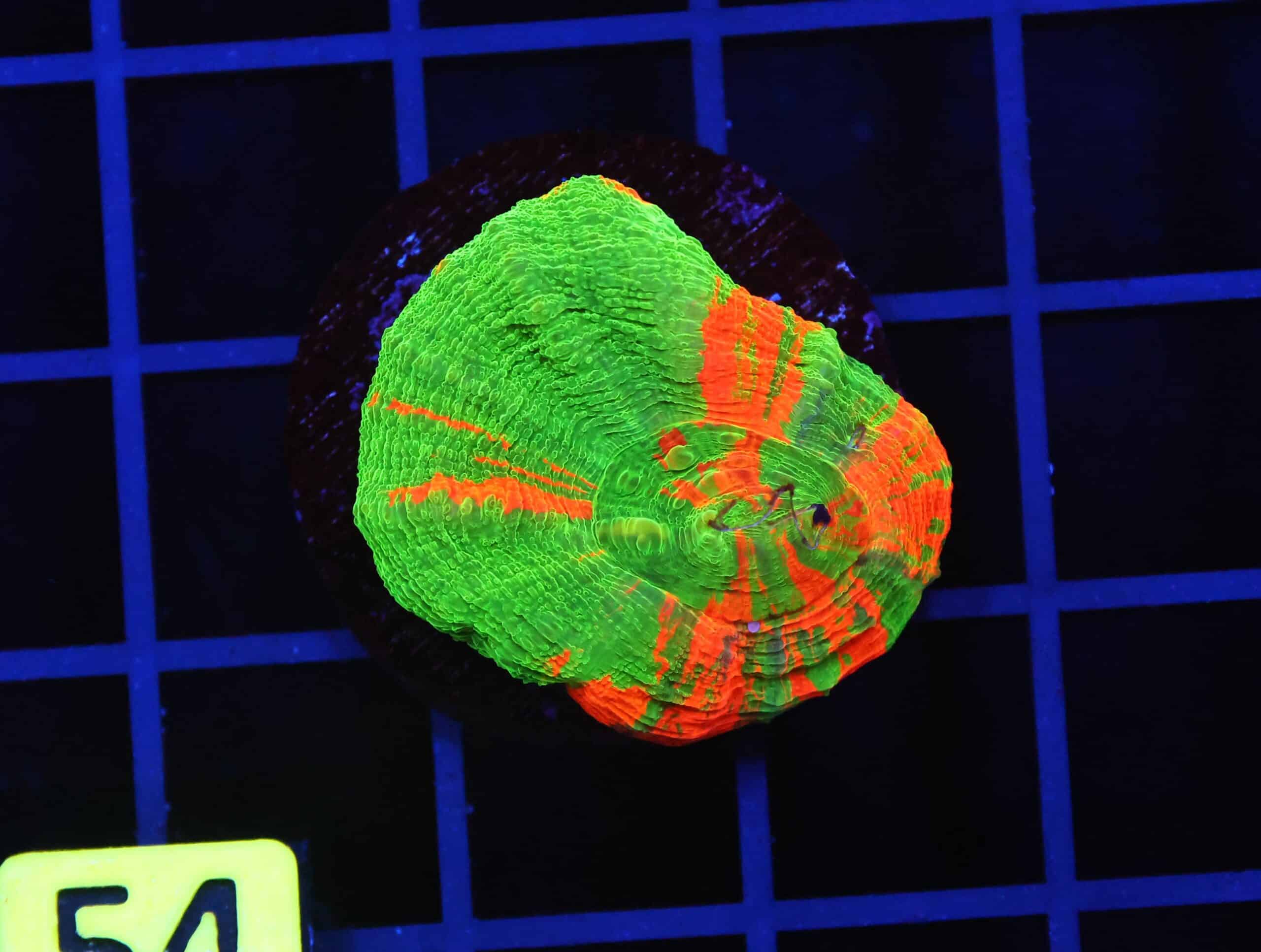 B54 -BLEEDING APPLE SCOLYMIA AUSTRALIS CULTURED