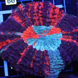 B55 -MALAYSIAN METEOR SHOWER ACANTHOPHYLLIA