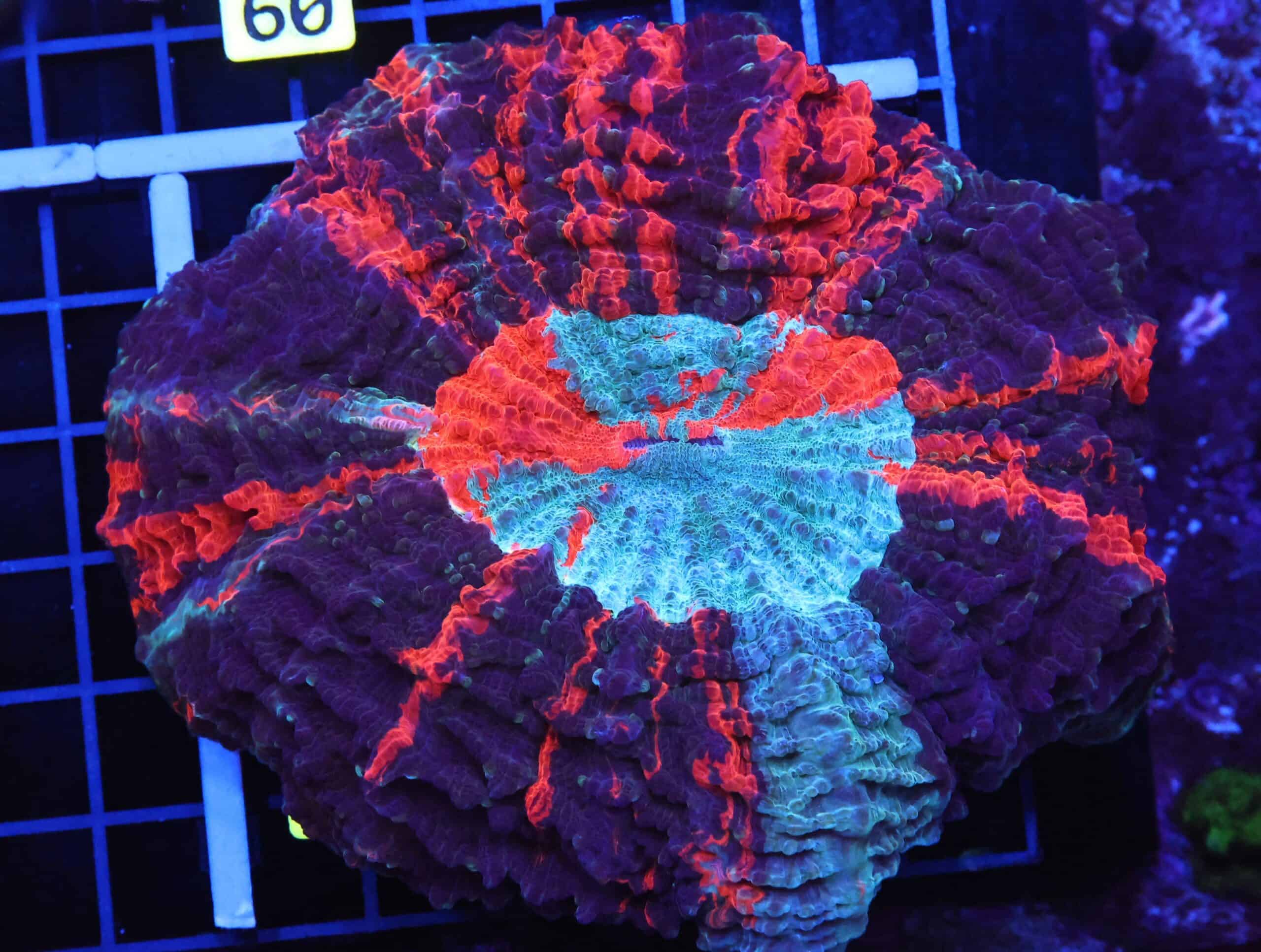 B55 -MALAYSIAN METEOR SHOWER ACANTHOPHYLLIA