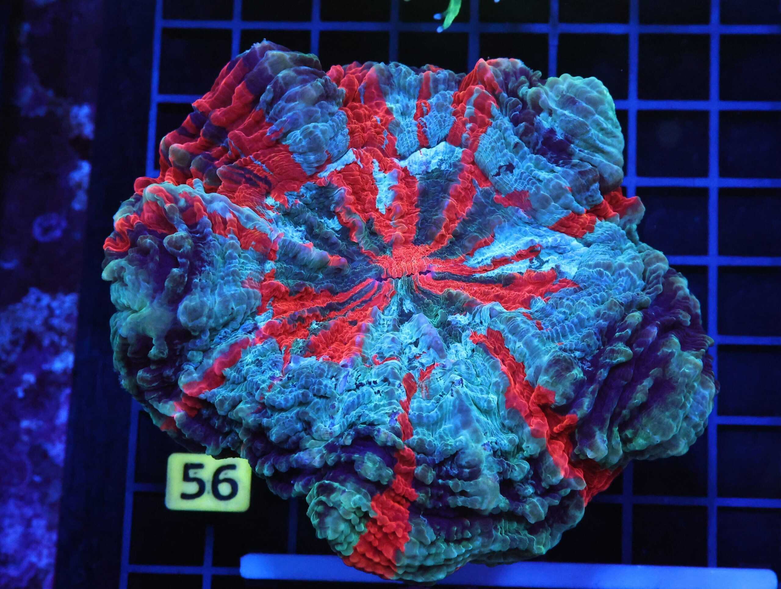 B56 -MALAYSIAN METEOR SHOWER ACANTHOPHYLLIA