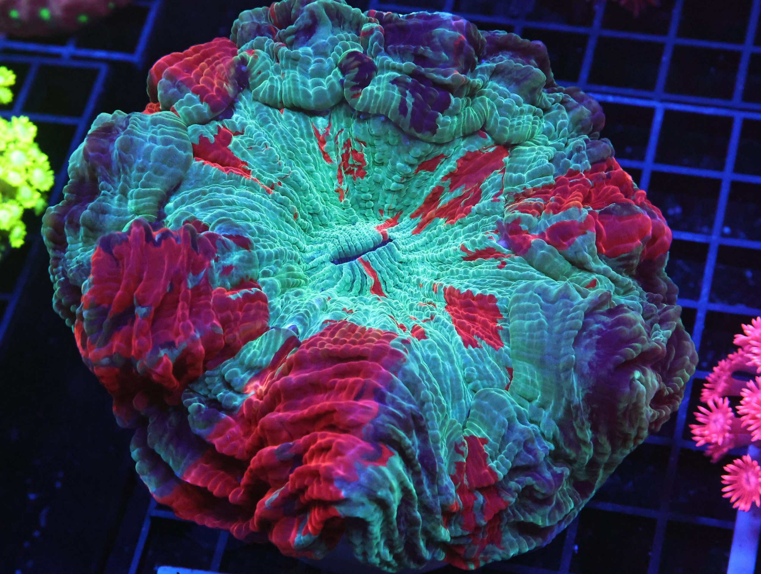 B75 -MALAYSIAN METEOR SHOWER ACANTHOPHYLLIA