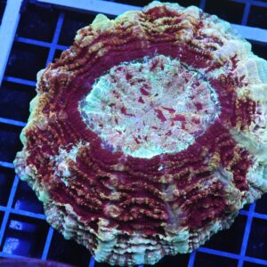 B78 -MALAYSIAN GALAXY ACANTHOPHYLLIA