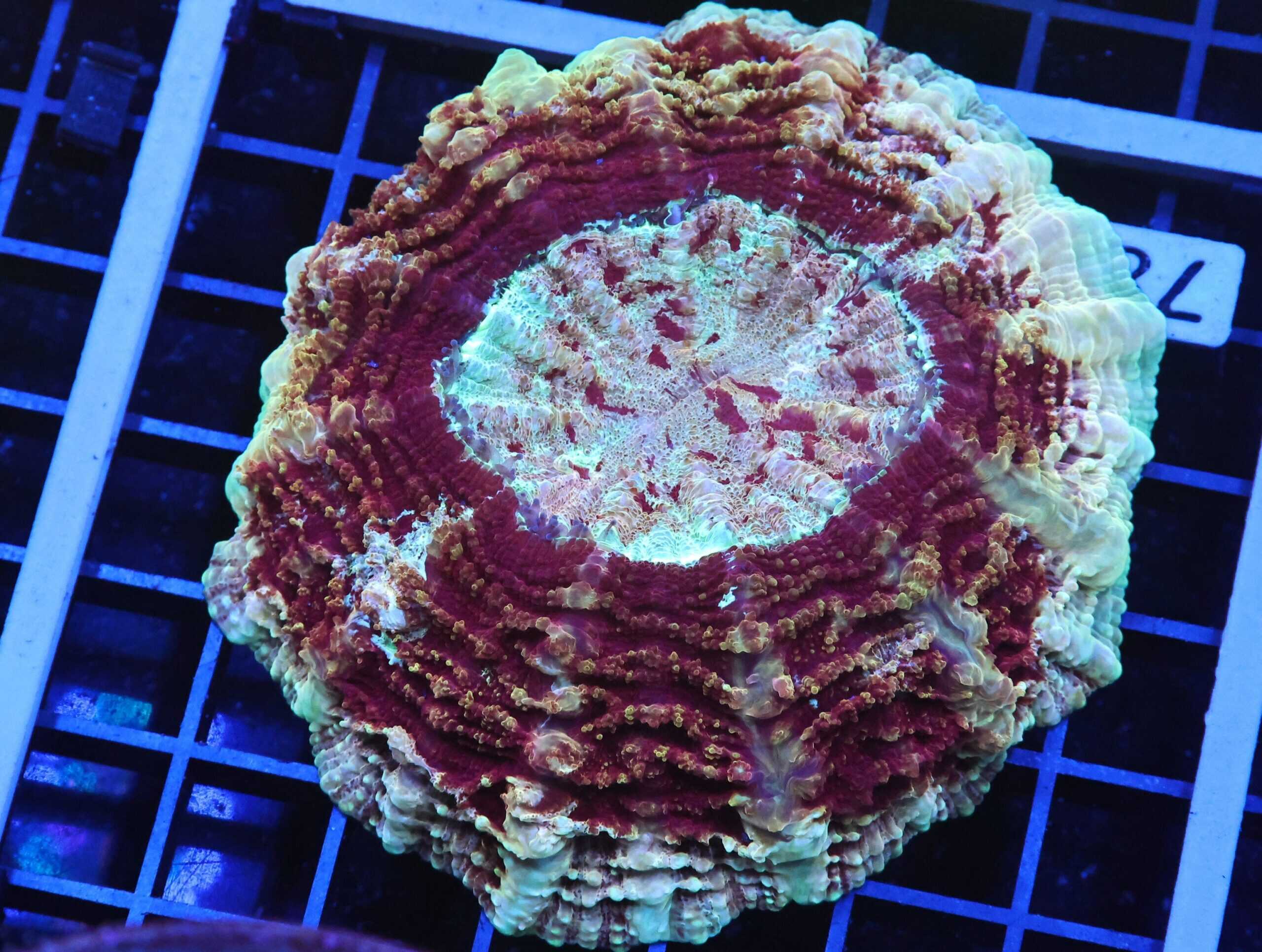 B78 -MALAYSIAN GALAXY ACANTHOPHYLLIA