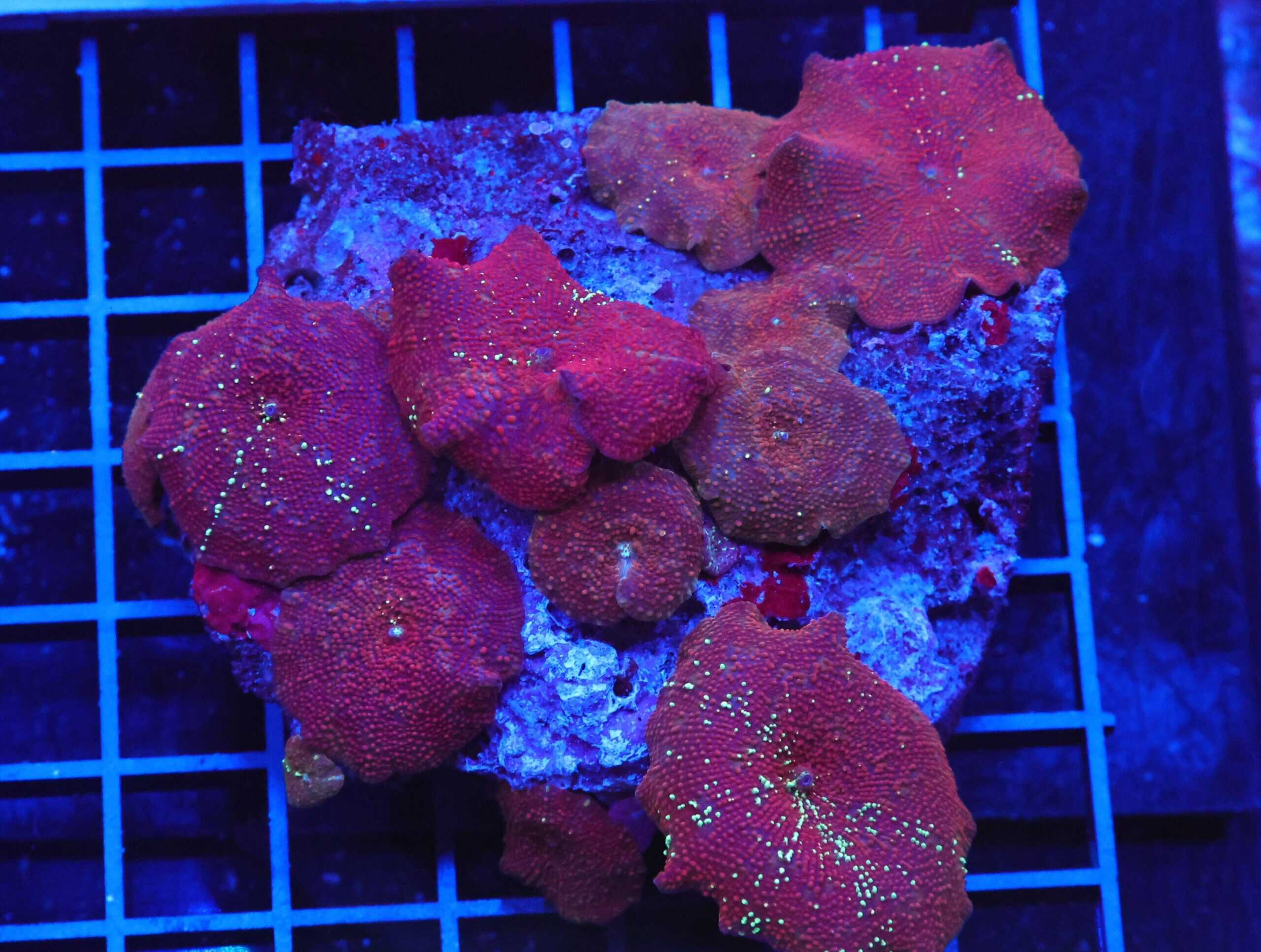 B81 -RED DEVIL DISCO MUSHROOM
