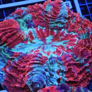 B84 -MALAYSIAN SUPERMAN ACANTHOPHYLLIA