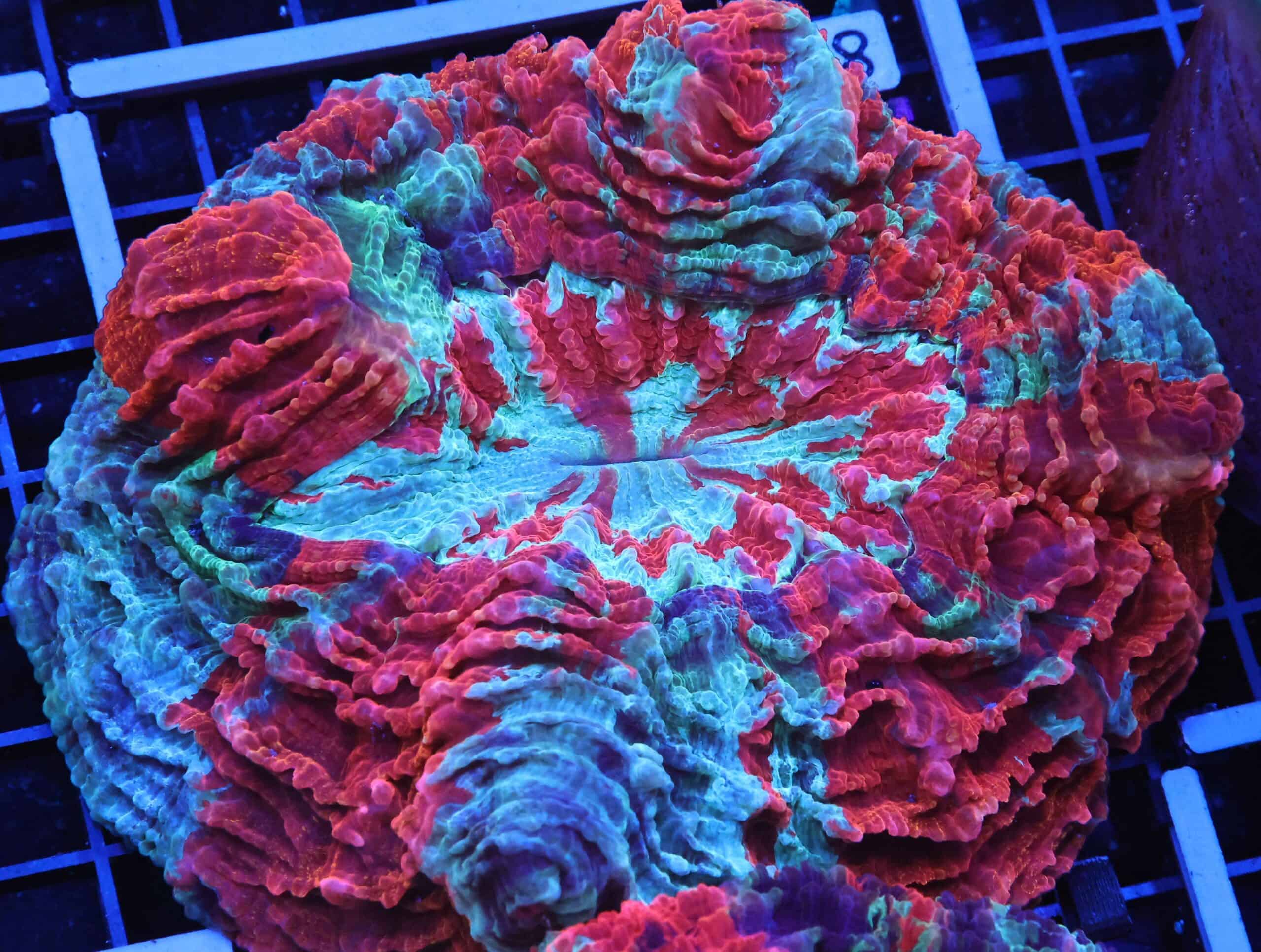 B84 -MALAYSIAN SUPERMAN ACANTHOPHYLLIA