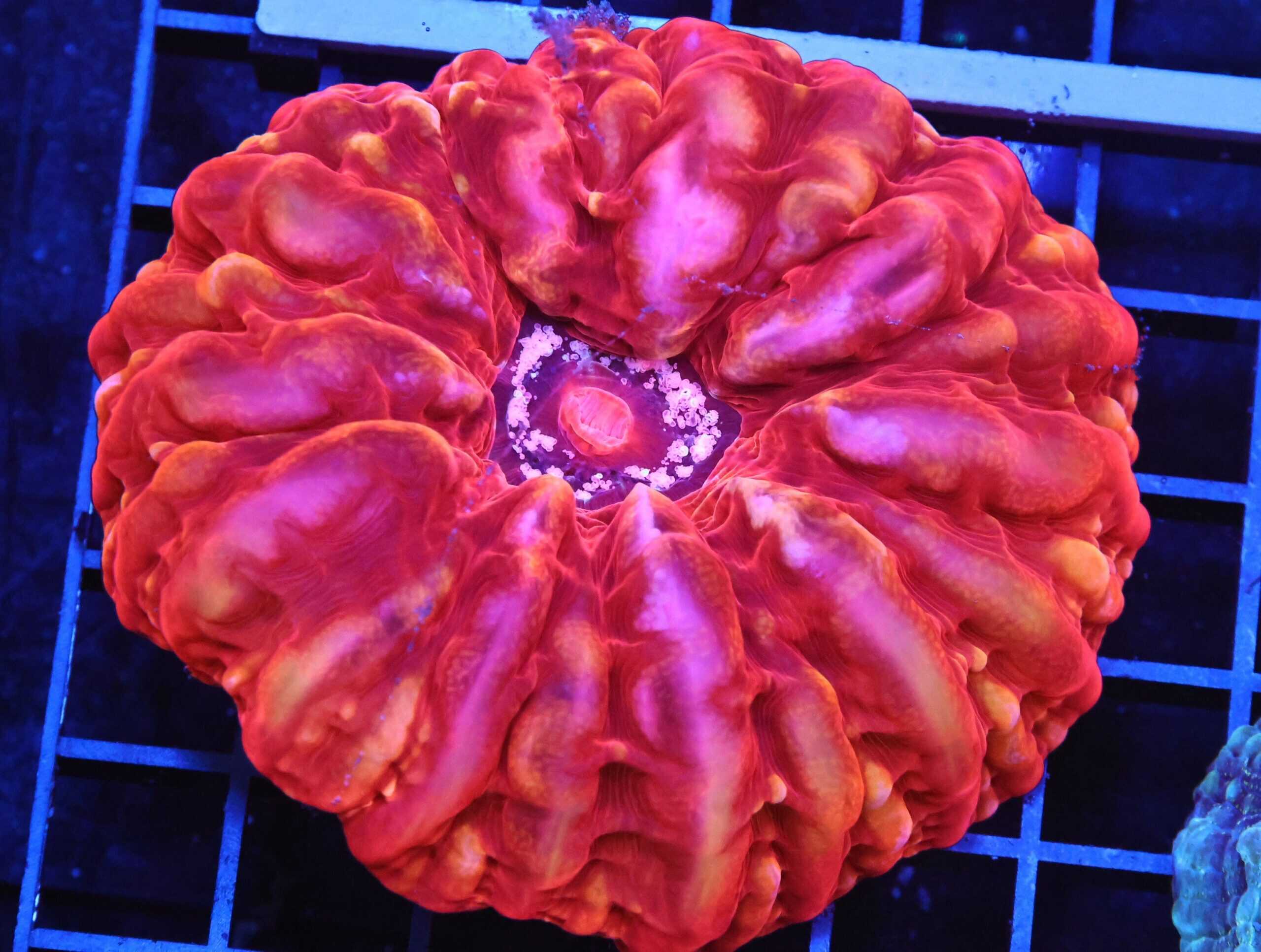 B85 -INDO FIRE JEWEL CYNARINA