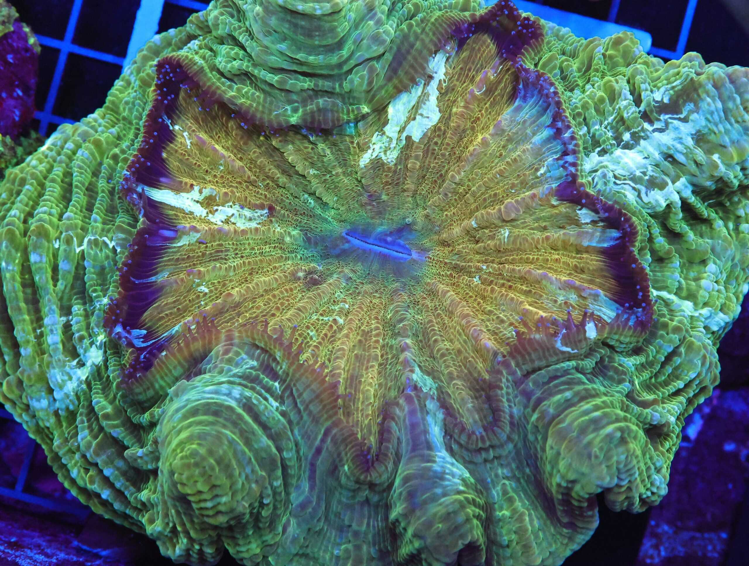 B86 -INDO POT OF GOLD ACANTHOPHYLLIA