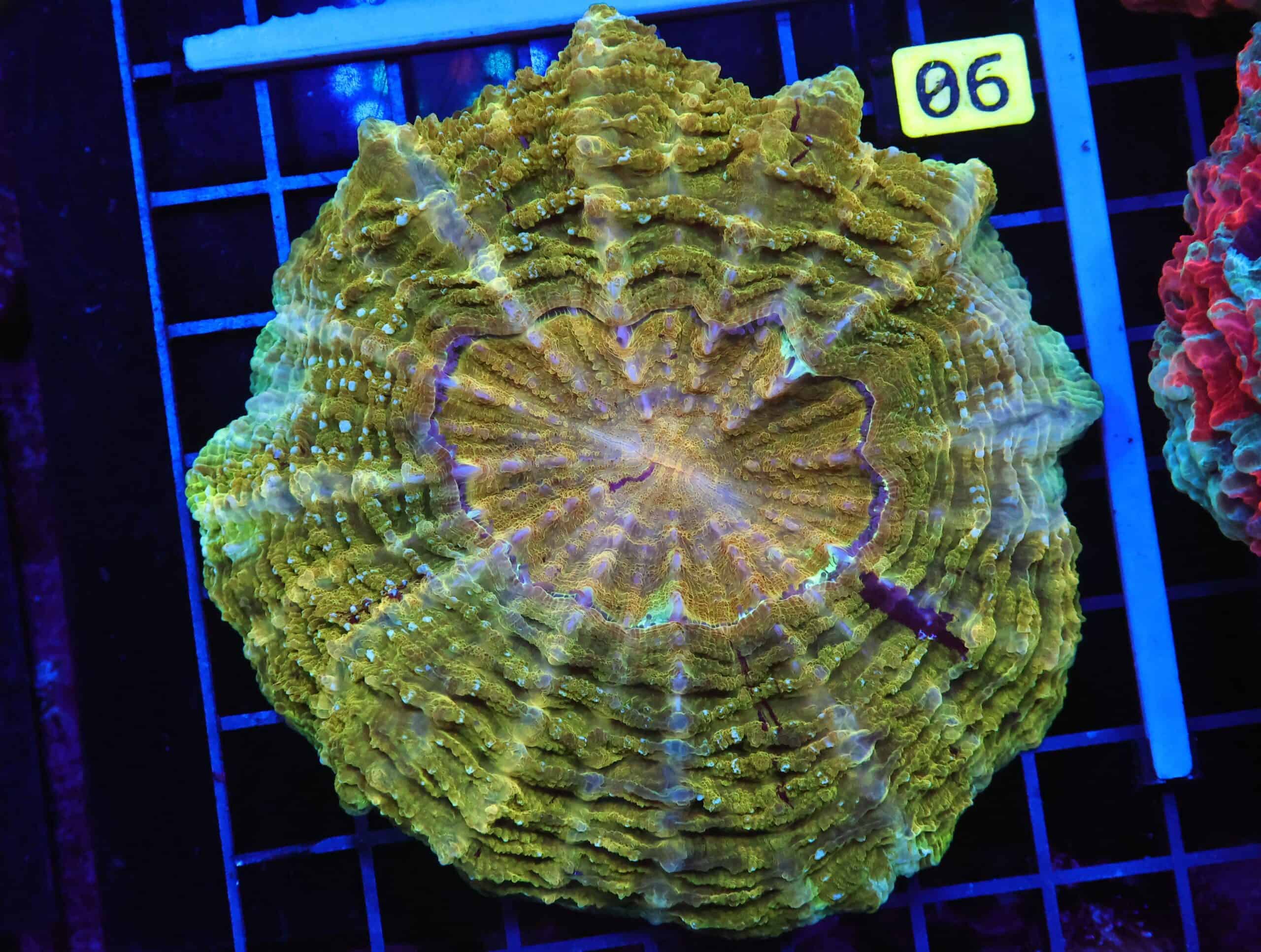 B90 -INDO POT OF GOLD ACANTHOPHYLLIA