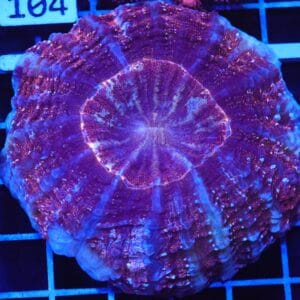 B99 -INDO GOLD DUST ACANTHOPHYLLIA