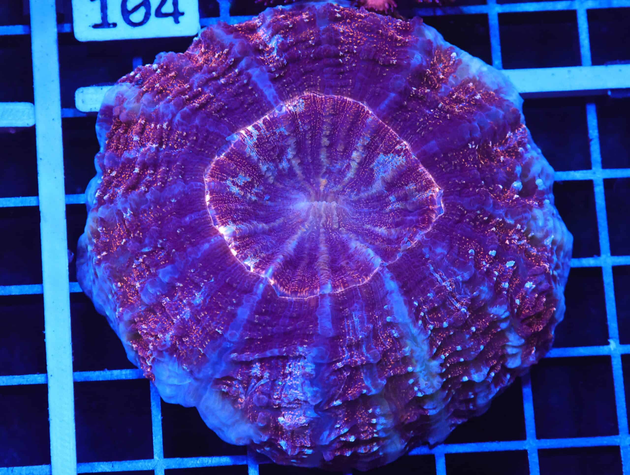 B99 -INDO GOLD DUST ACANTHOPHYLLIA