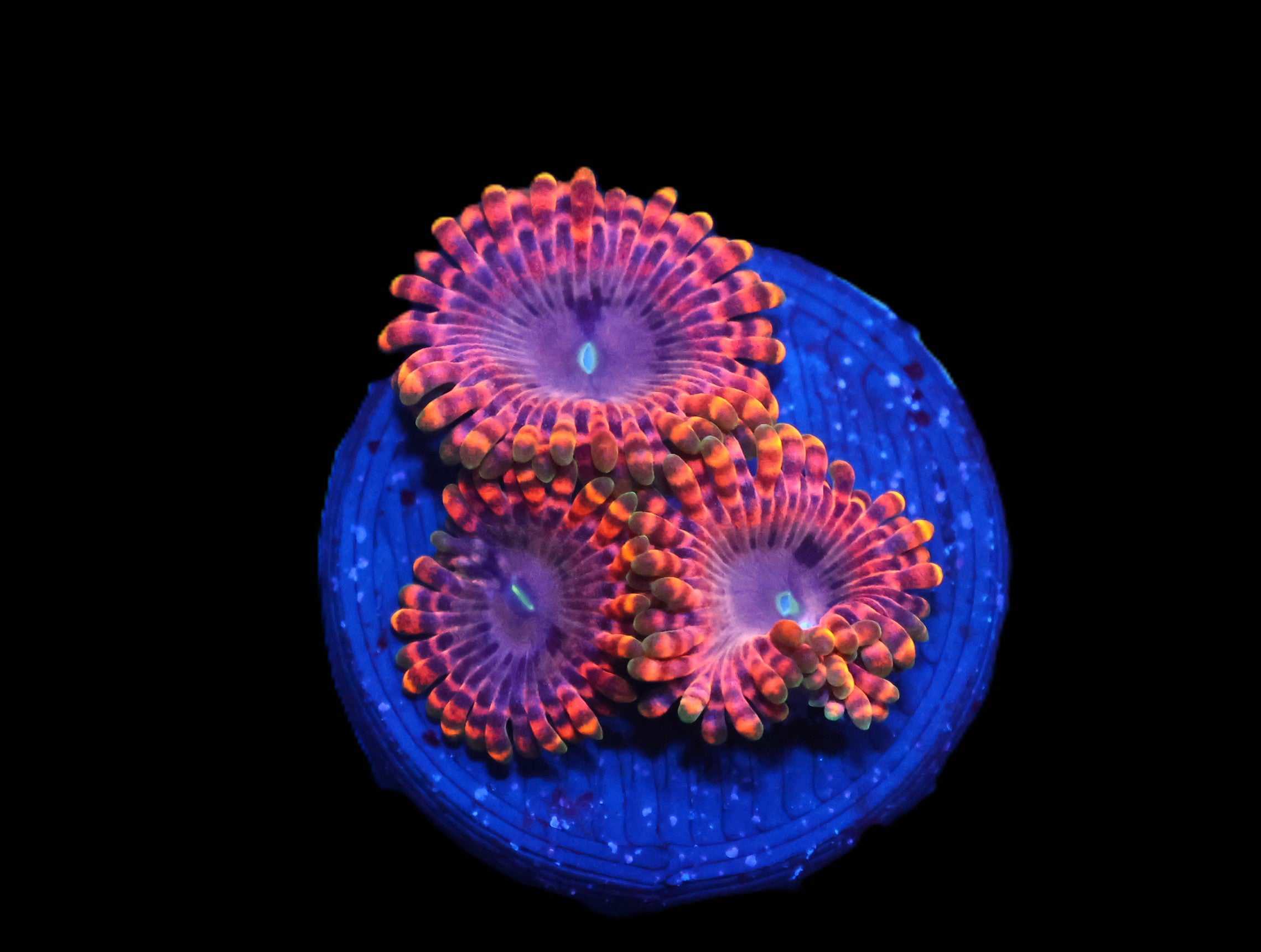 C05 - SDC FAIRY FART ZOA/PALY