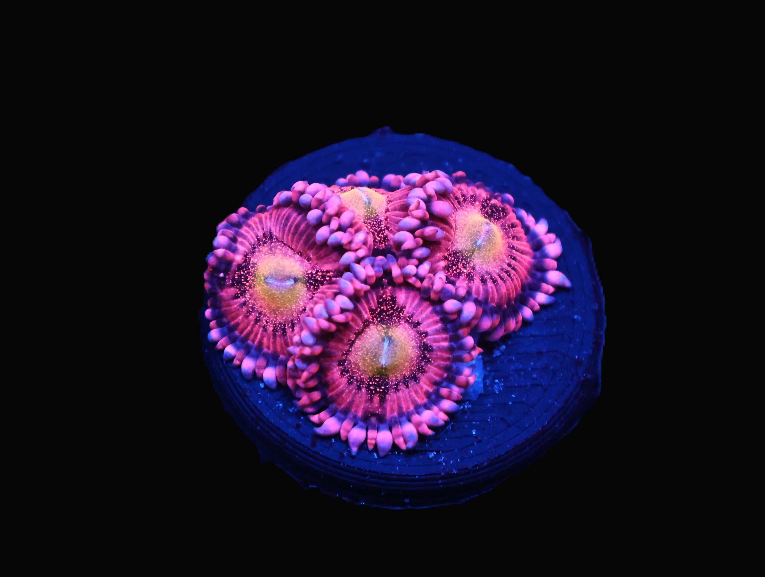 C105 - SDC HALLE BERRY ZOA/PALY