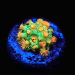 C109 - AMAZEBALLS GONIOPORA VARIANT