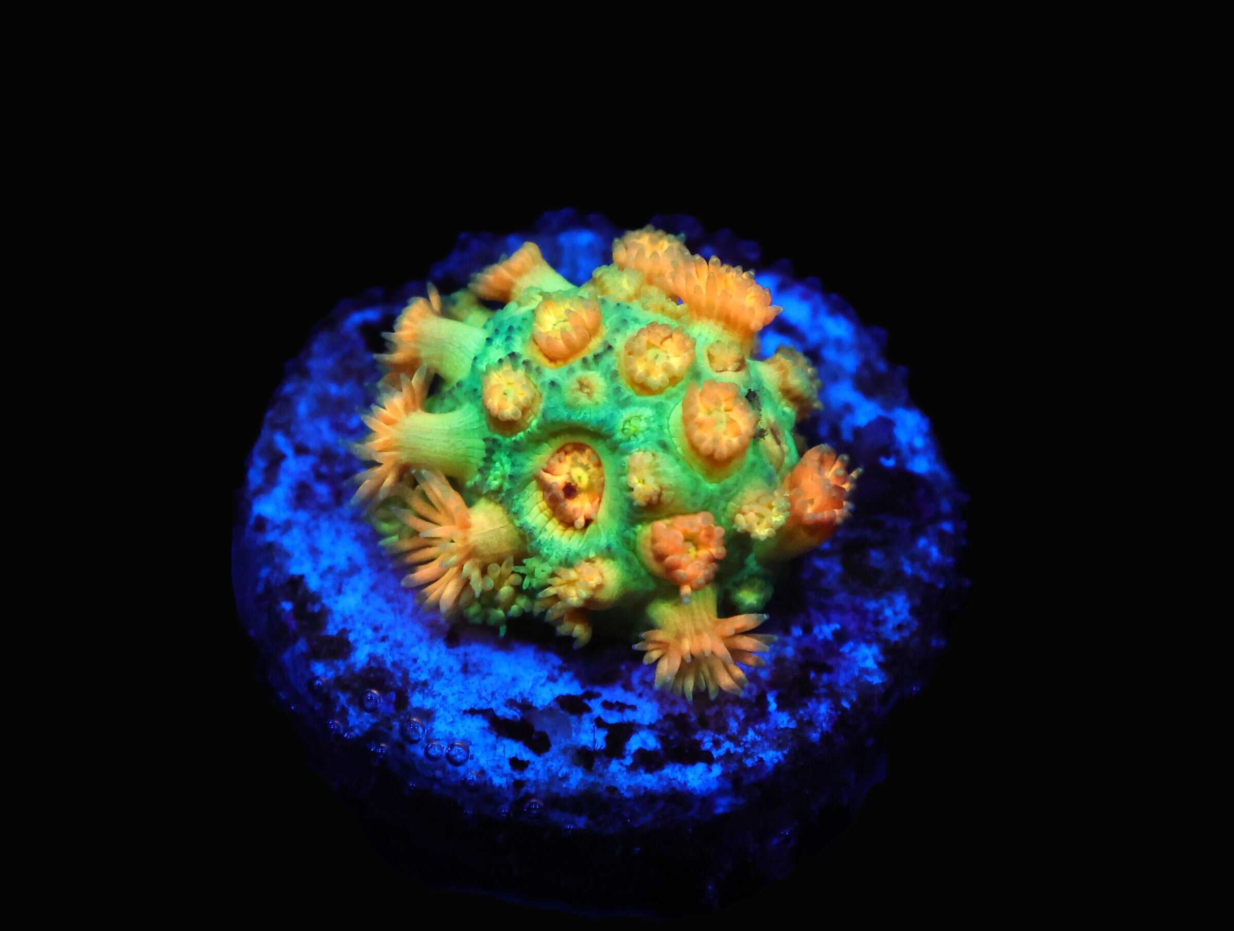 C109 - AMAZEBALLS GONIOPORA VARIANT