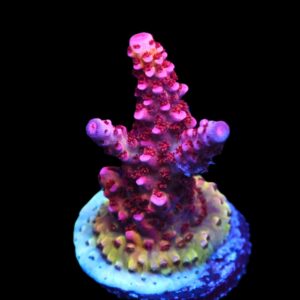 C155 - CB MALEFICENT ACRO