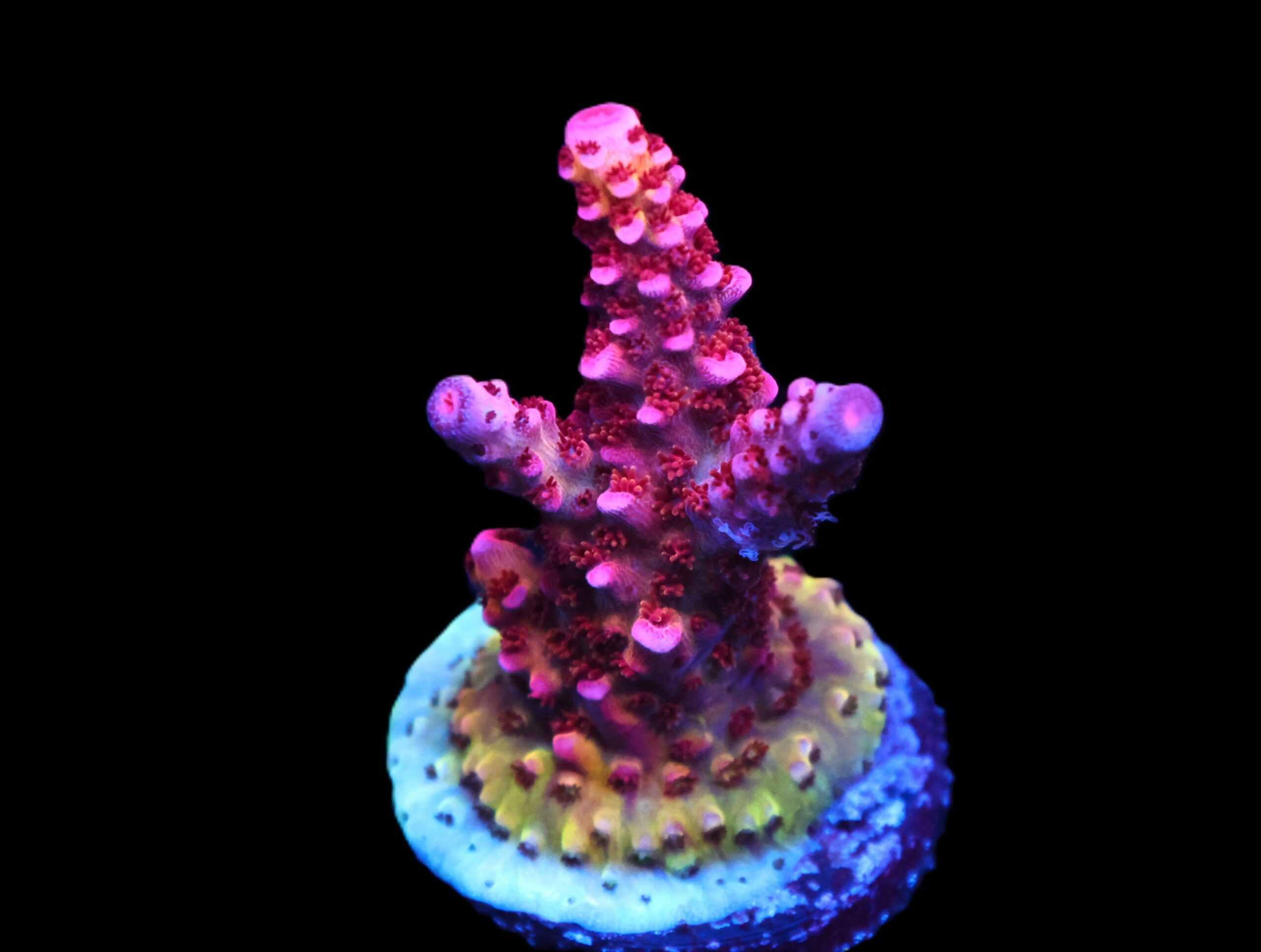 C155 - CB MALEFICENT ACRO