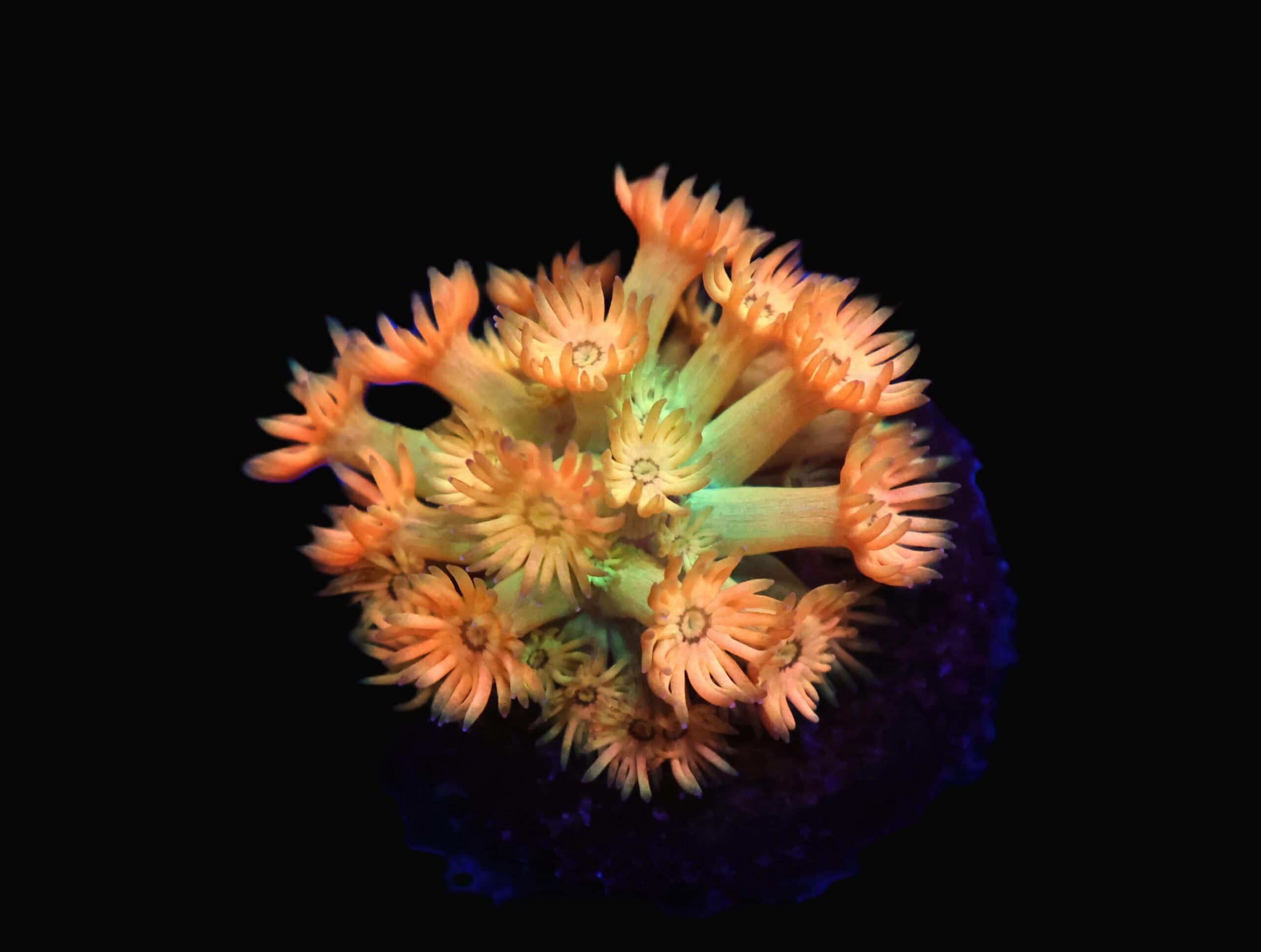 C17 - AMAZEBALLS GONIPORA VARIANT