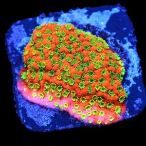 C177 - SDC SUNSET MONTIPORA