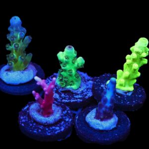 C212 - SDC ACROPORA PACK 5 PC