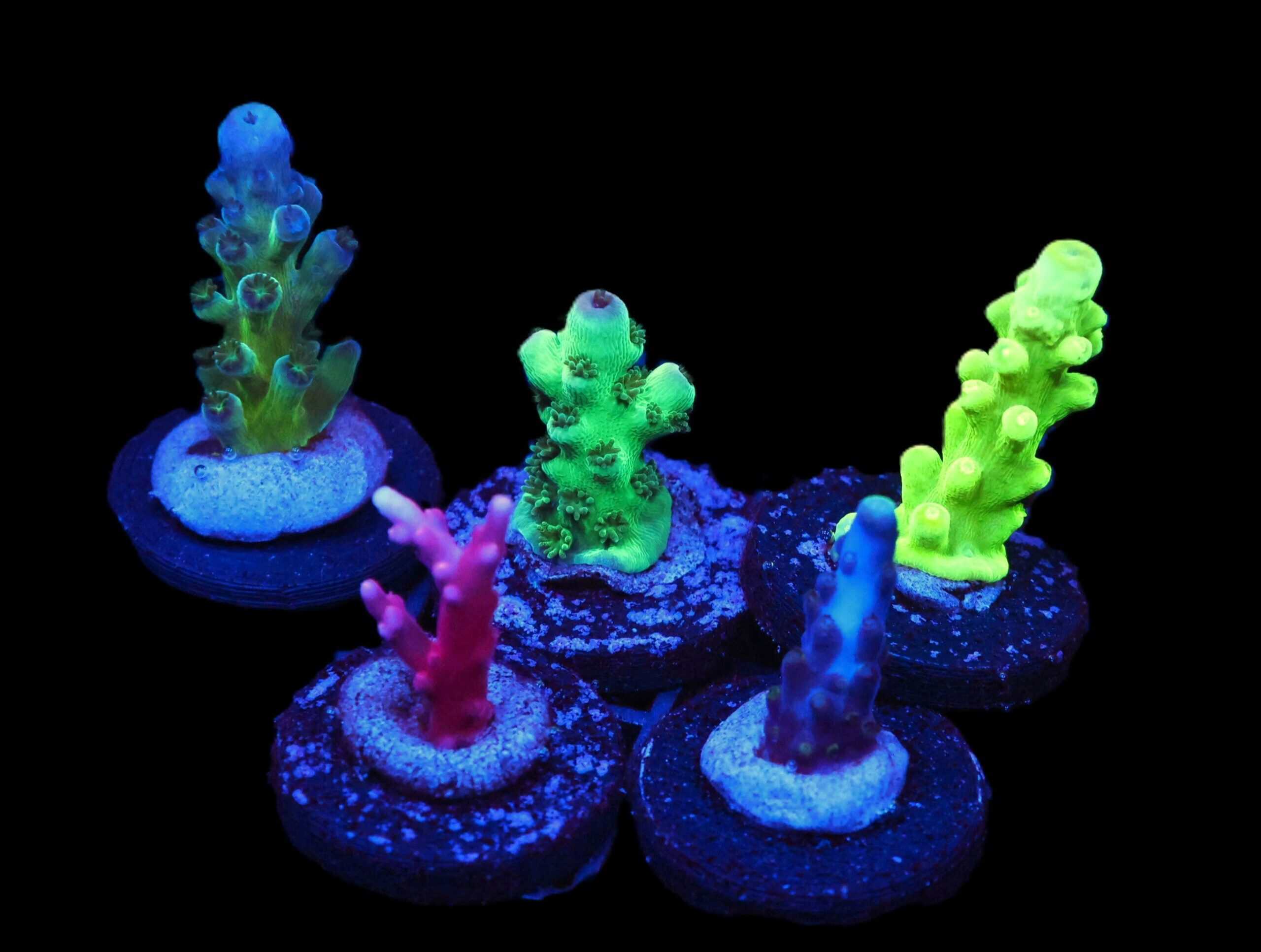 C212 - SDC ACROPORA PACK 5 PC