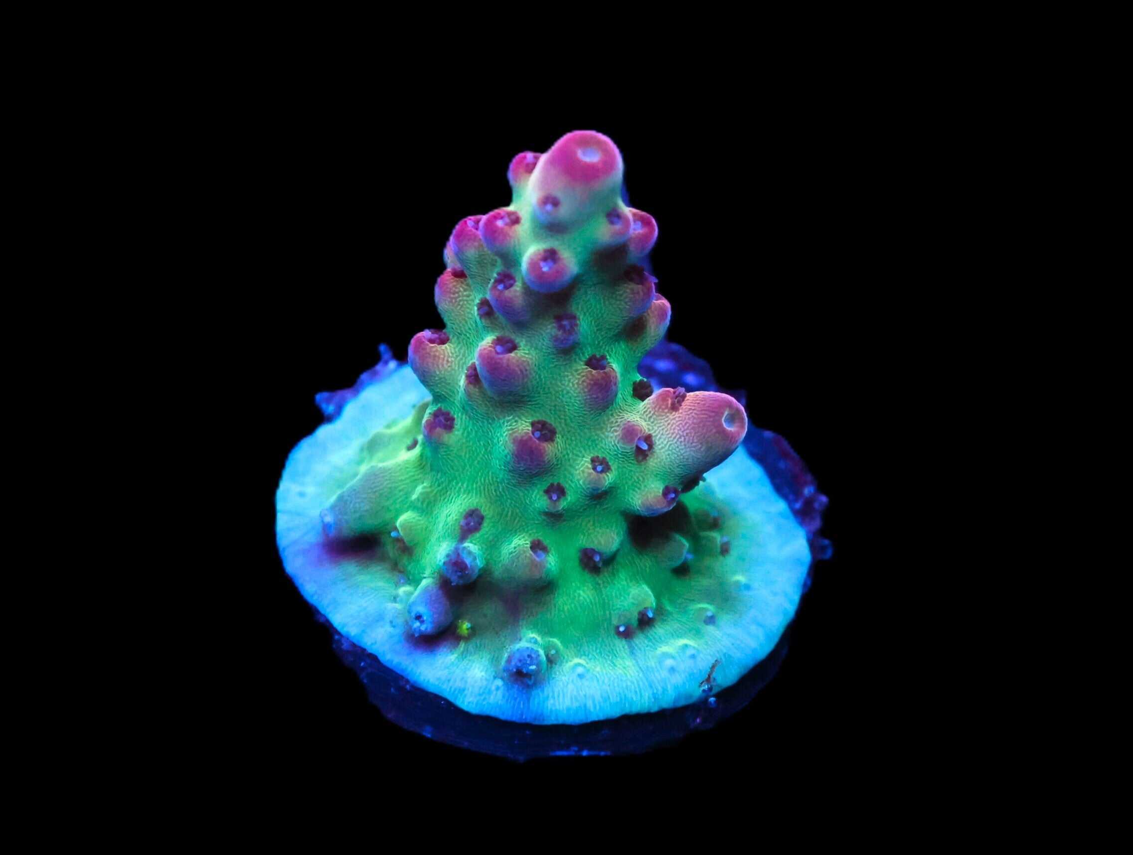 C217 - SDC GOTHIC GIRL ACRO