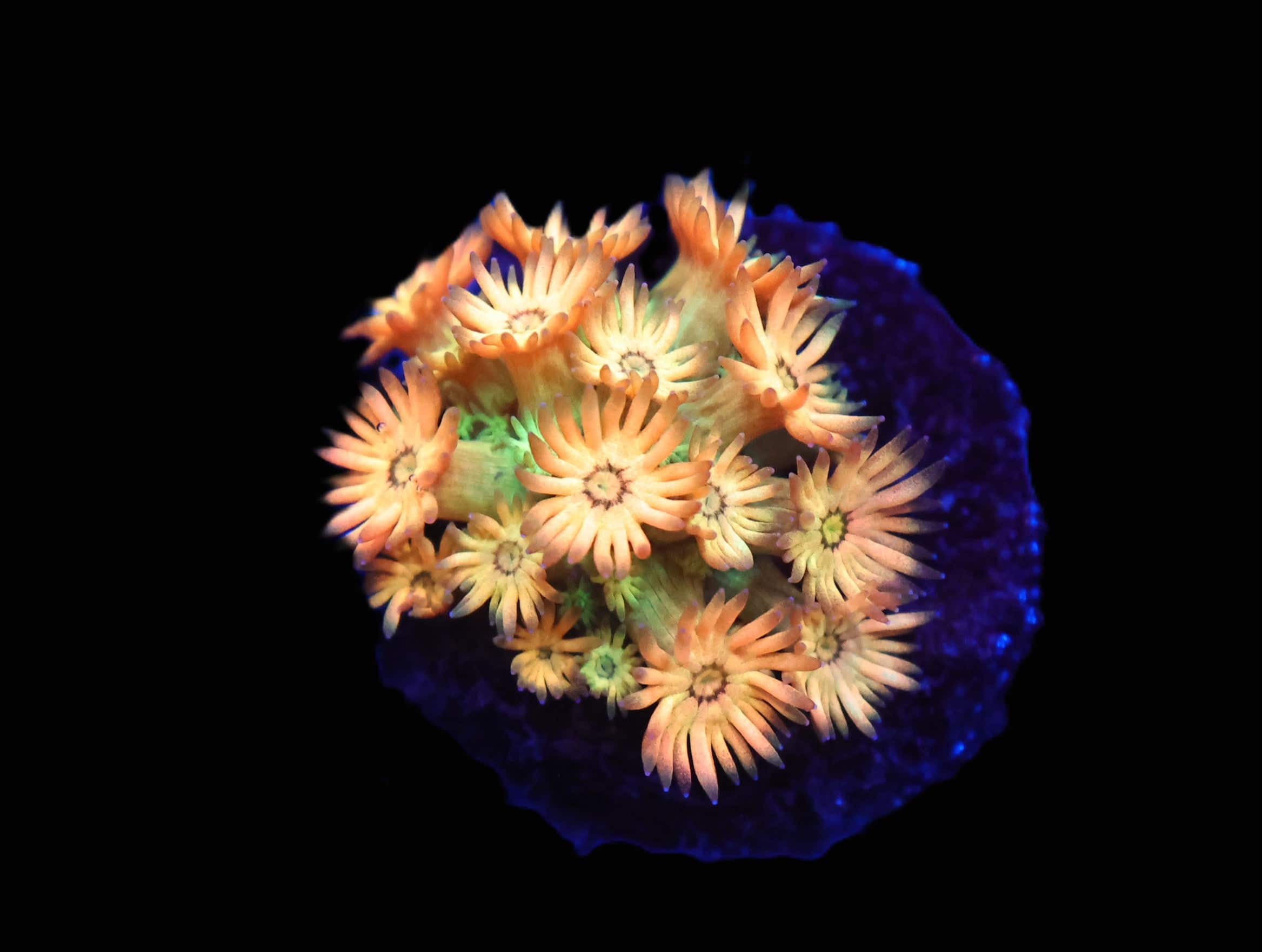 C24 - AMAZEBALLS GONIOPORA VARIANT