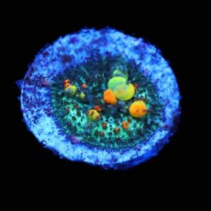 C260 - SDC MULTICOLOR BOUNCE RHODACTIS MUSHROOM SMALL