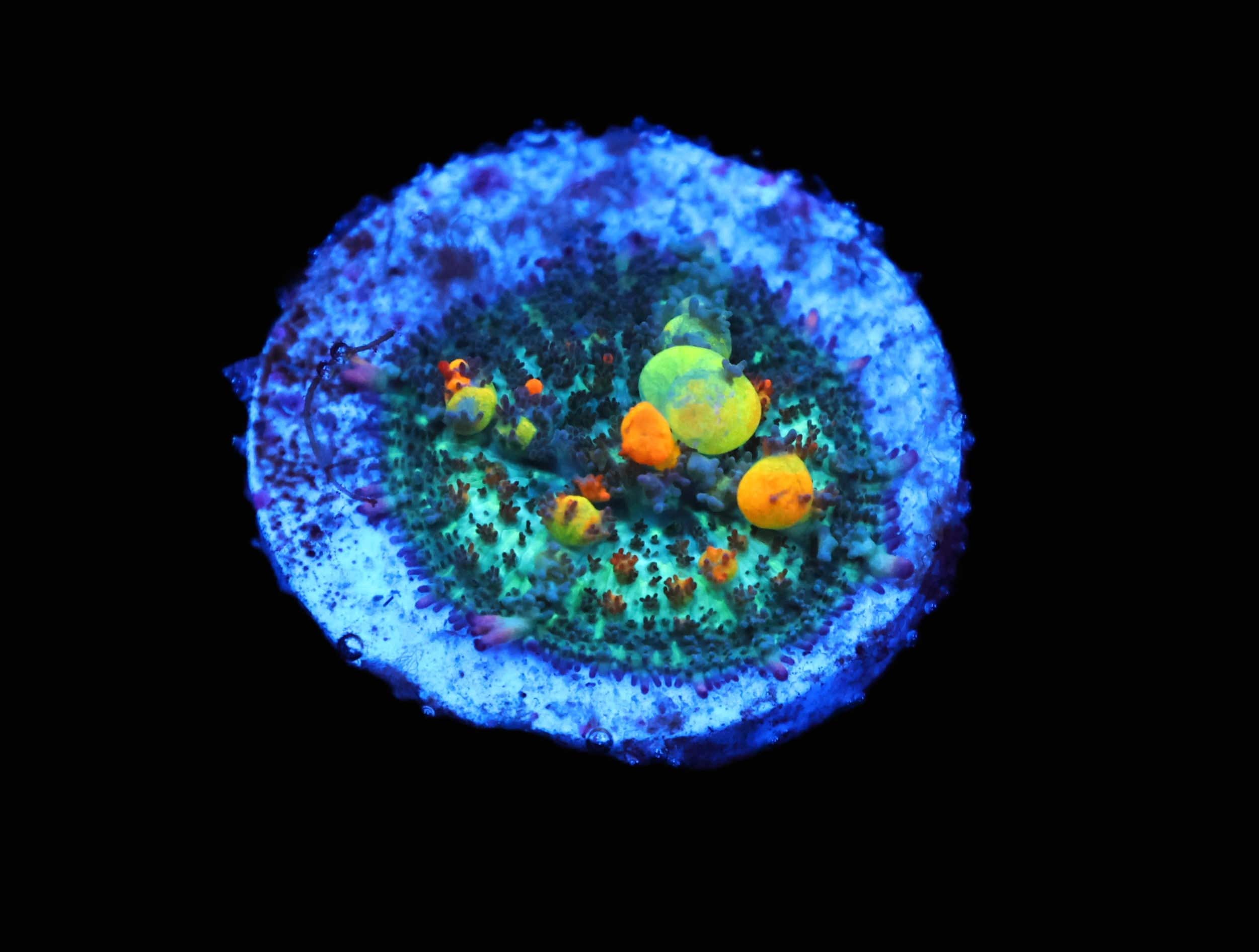 C260 - SDC MULTICOLOR BOUNCE RHODACTIS MUSHROOM SMALL