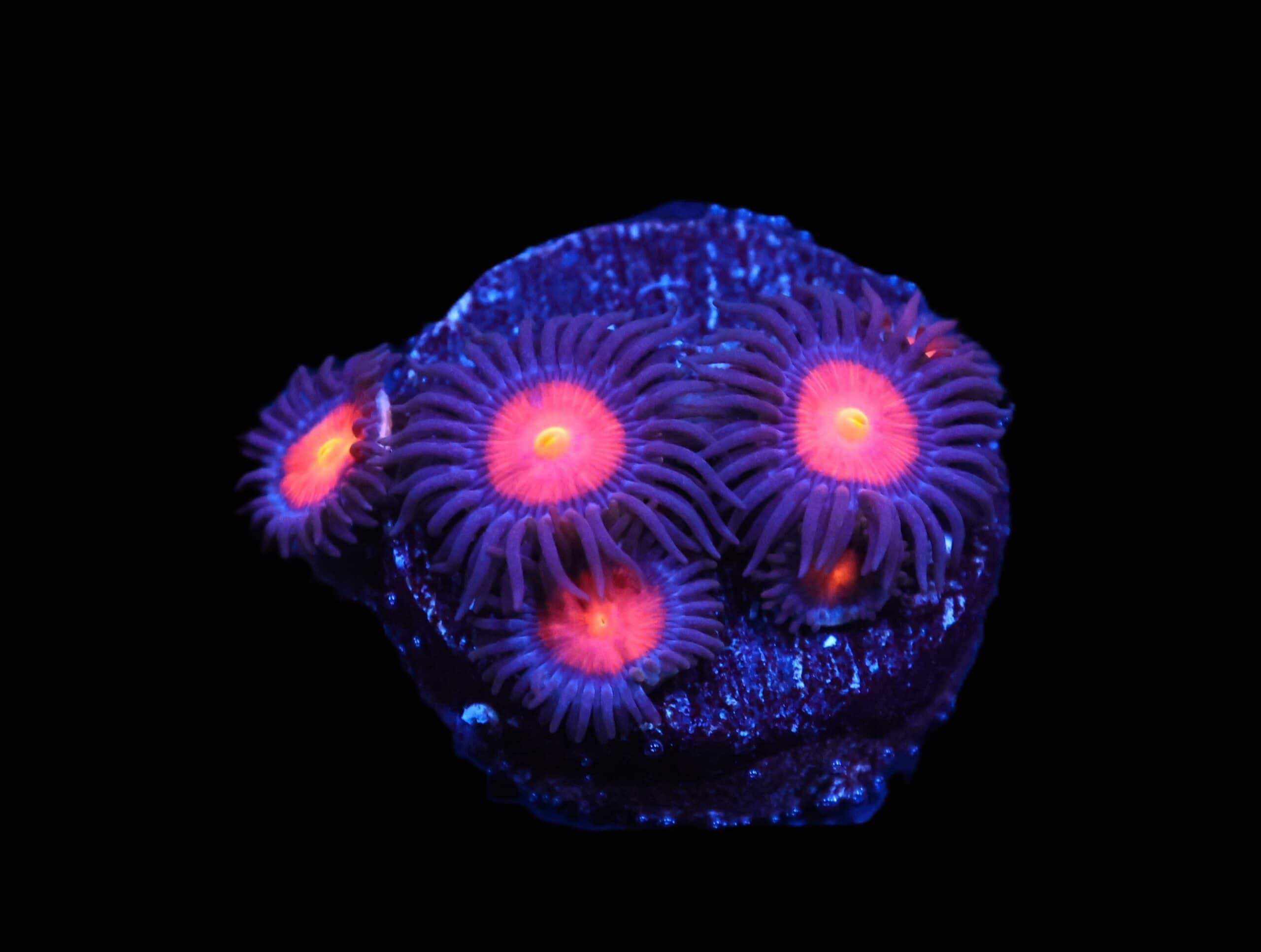 C267 - WWC BURNING MAN ZOA