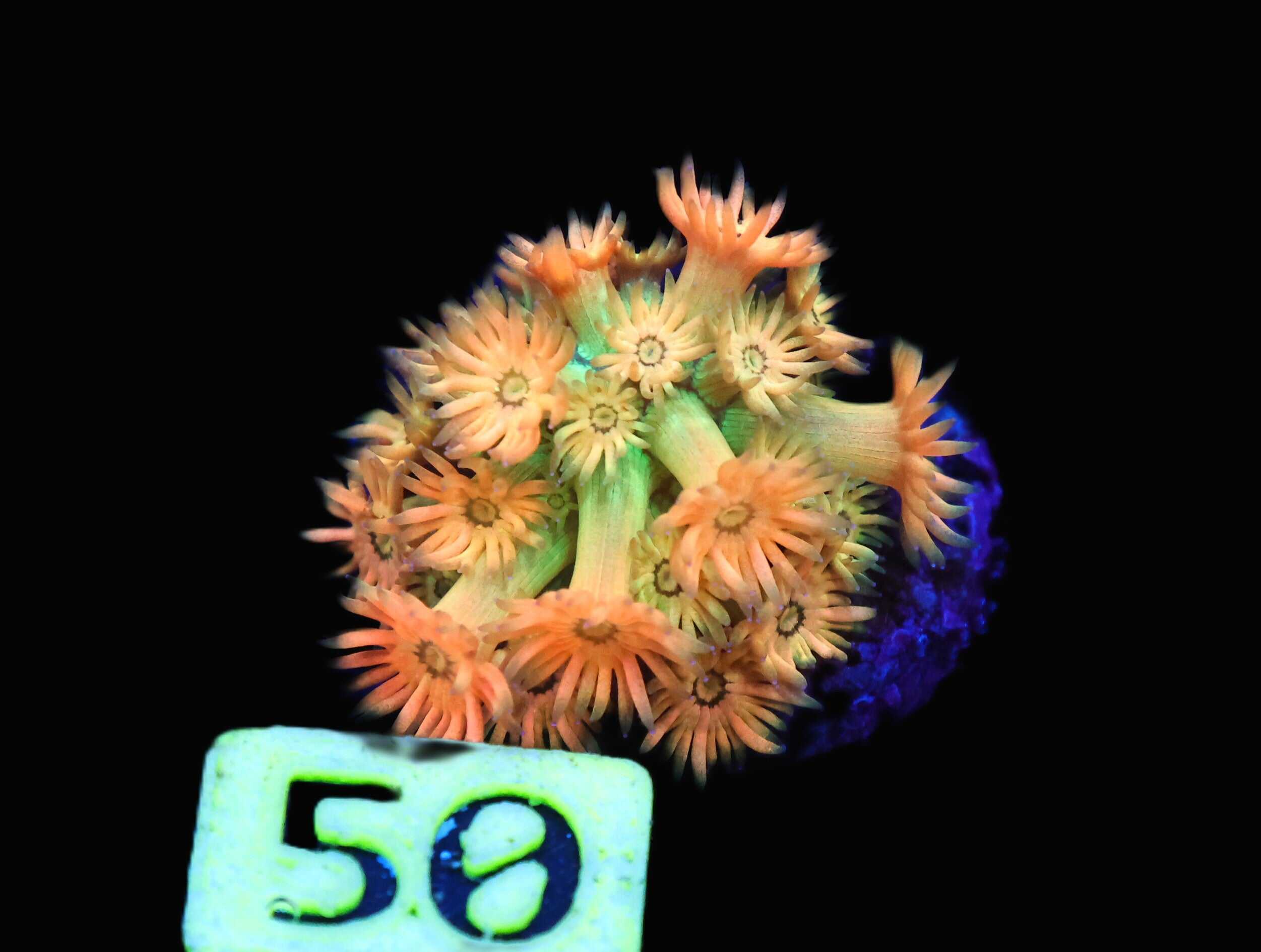 C50 - AMAZEBALLS GONIOPORA VARIANT